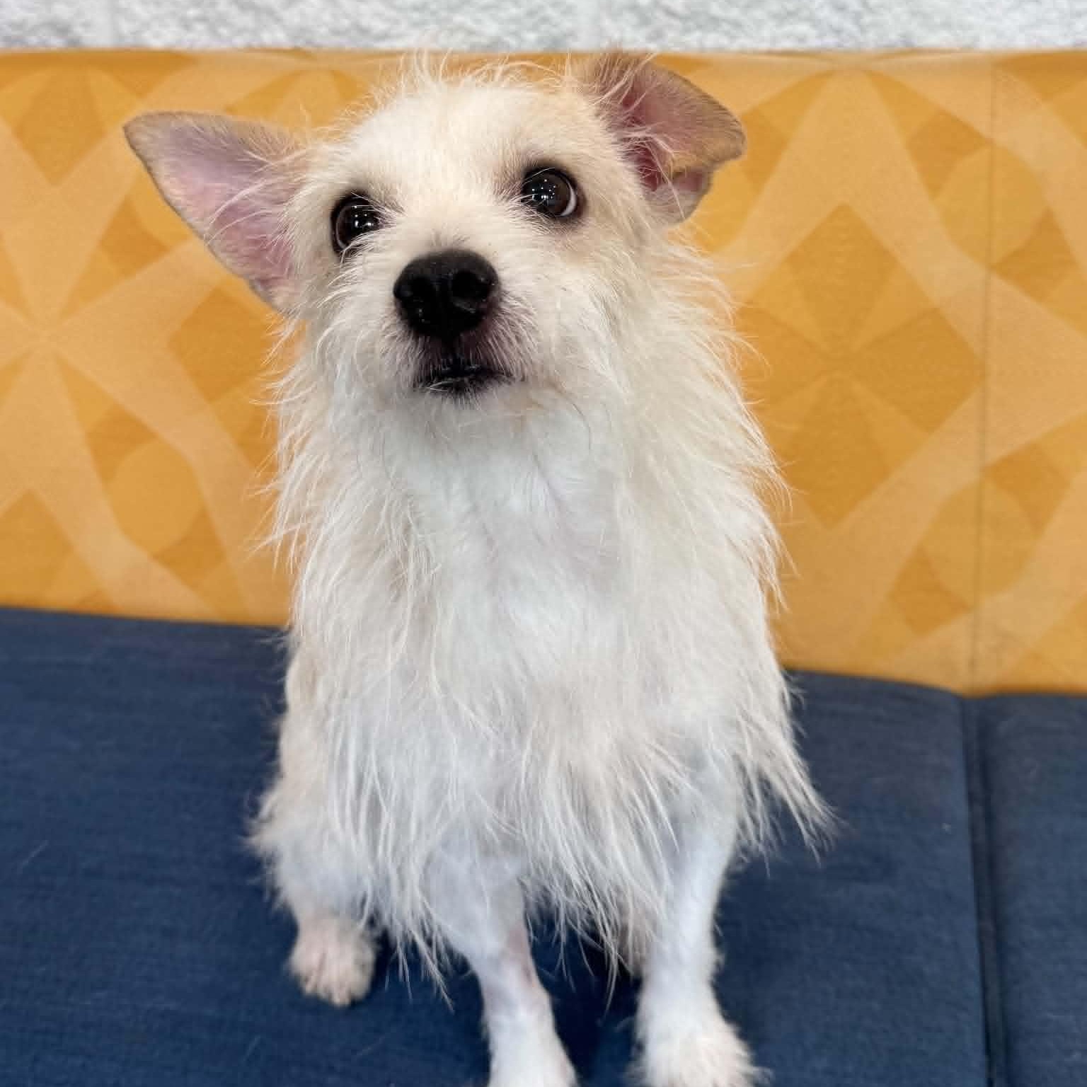Enlarge Harry, an adopted mixed breed in Danbury, CT image 3/5