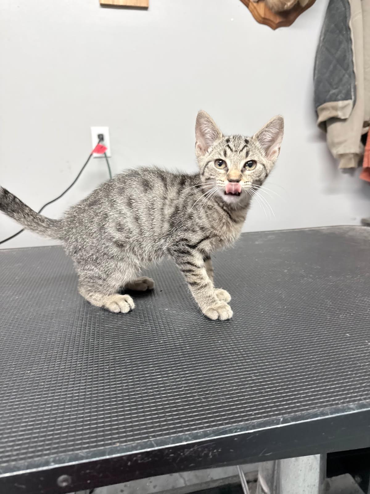 Pawly, Adopted, Young Male Domestic Short Hair.