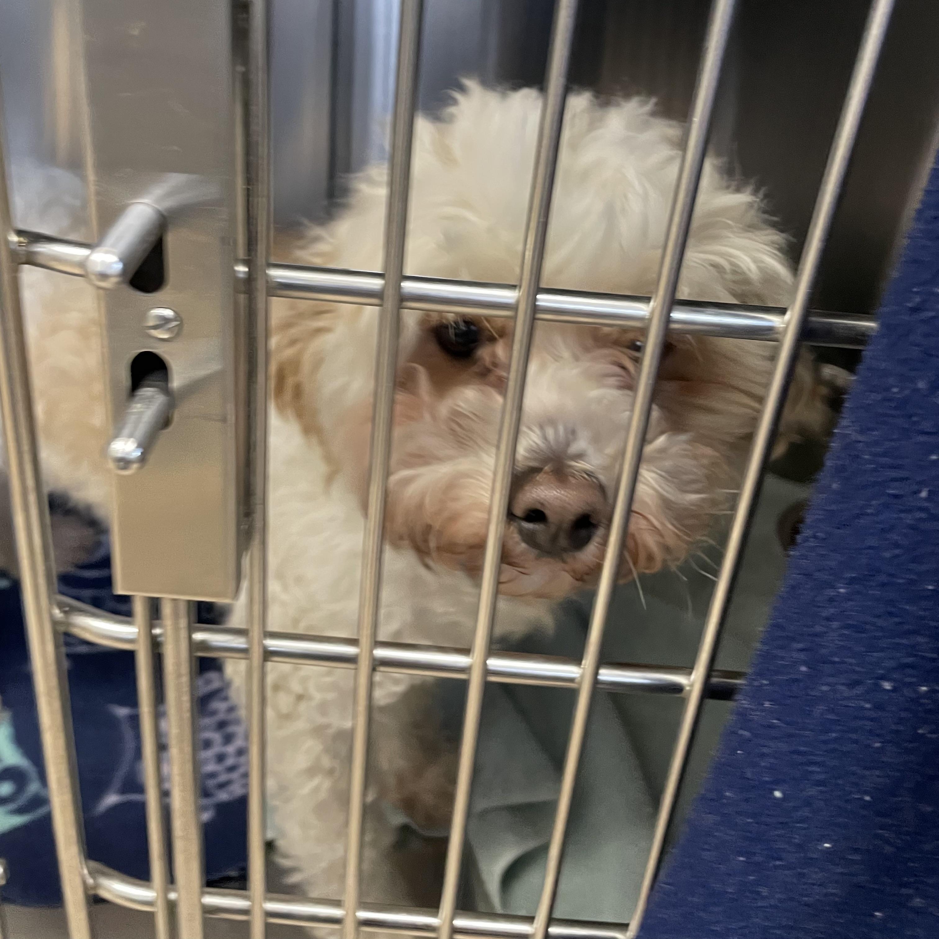 Enlarge Nabisco, an adopted mixed breed in Oxford, MI image 2/2