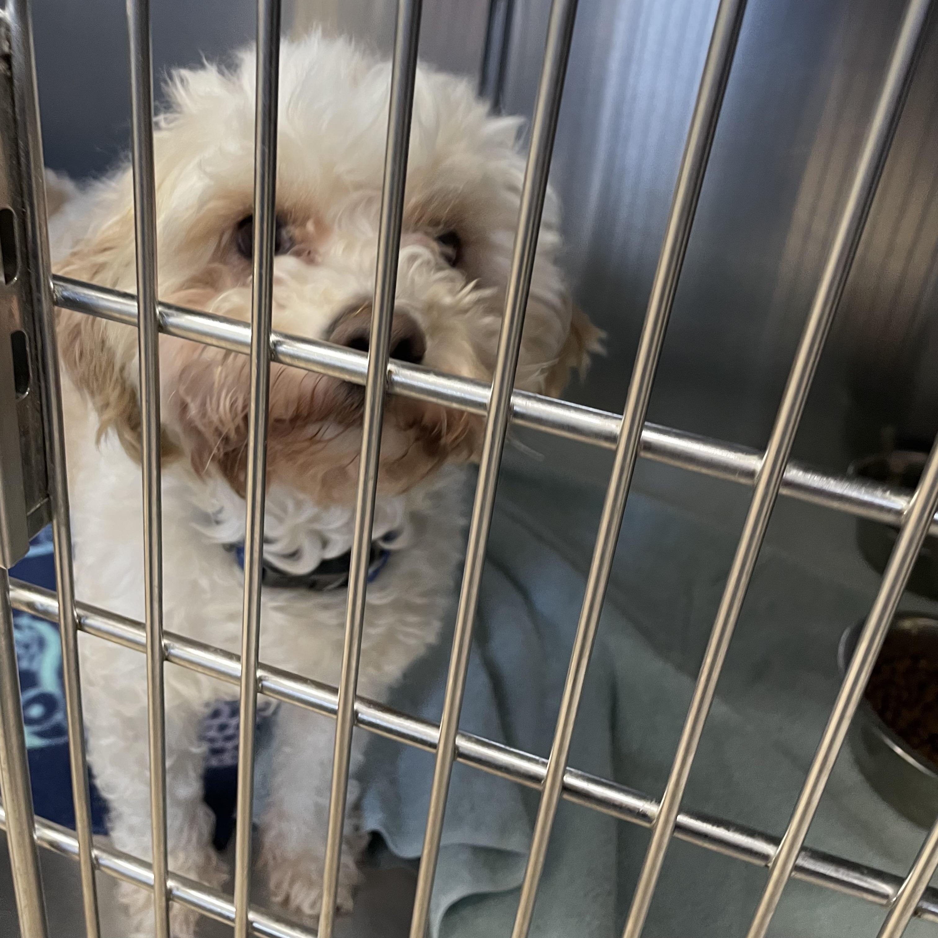 Enlarge Nabisco, an adopted mixed breed in Oxford, MI image 1/2