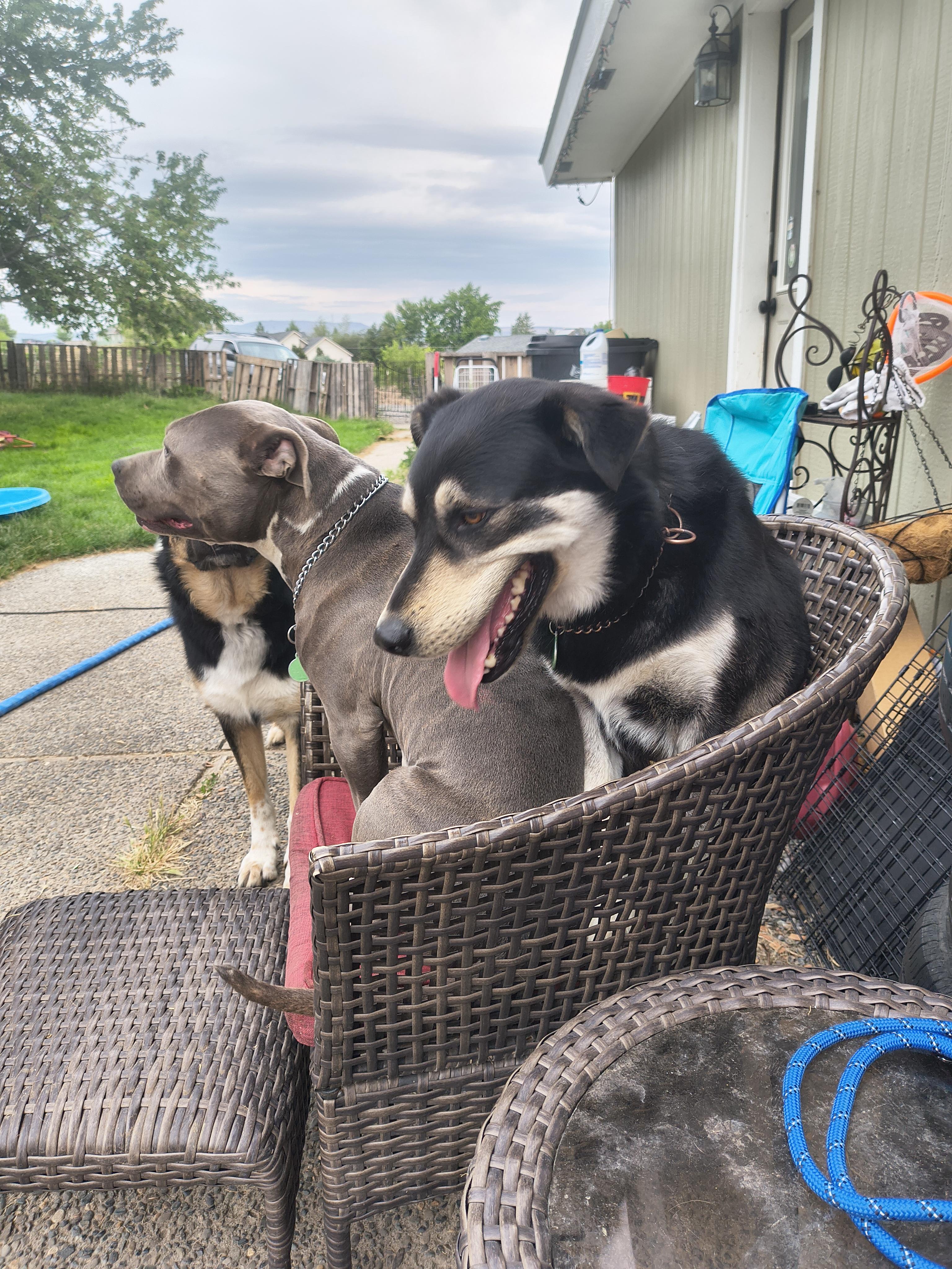 Tony, Adoptable, Adult Male Siberian Husky.