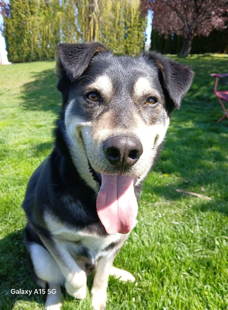 Tony, a Adoptable Siberian Husky in Selah, WA image 2/4