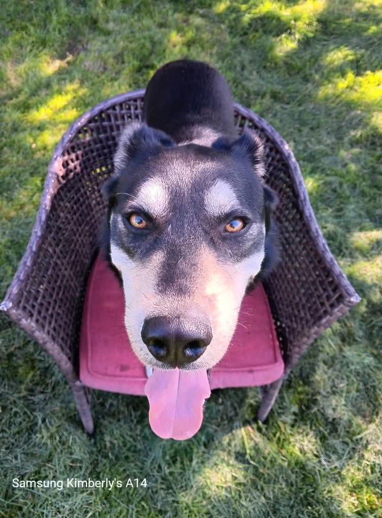 Tony, an adoptable Siberian Husky in Selah, WA, 98942 | Photo Image 2