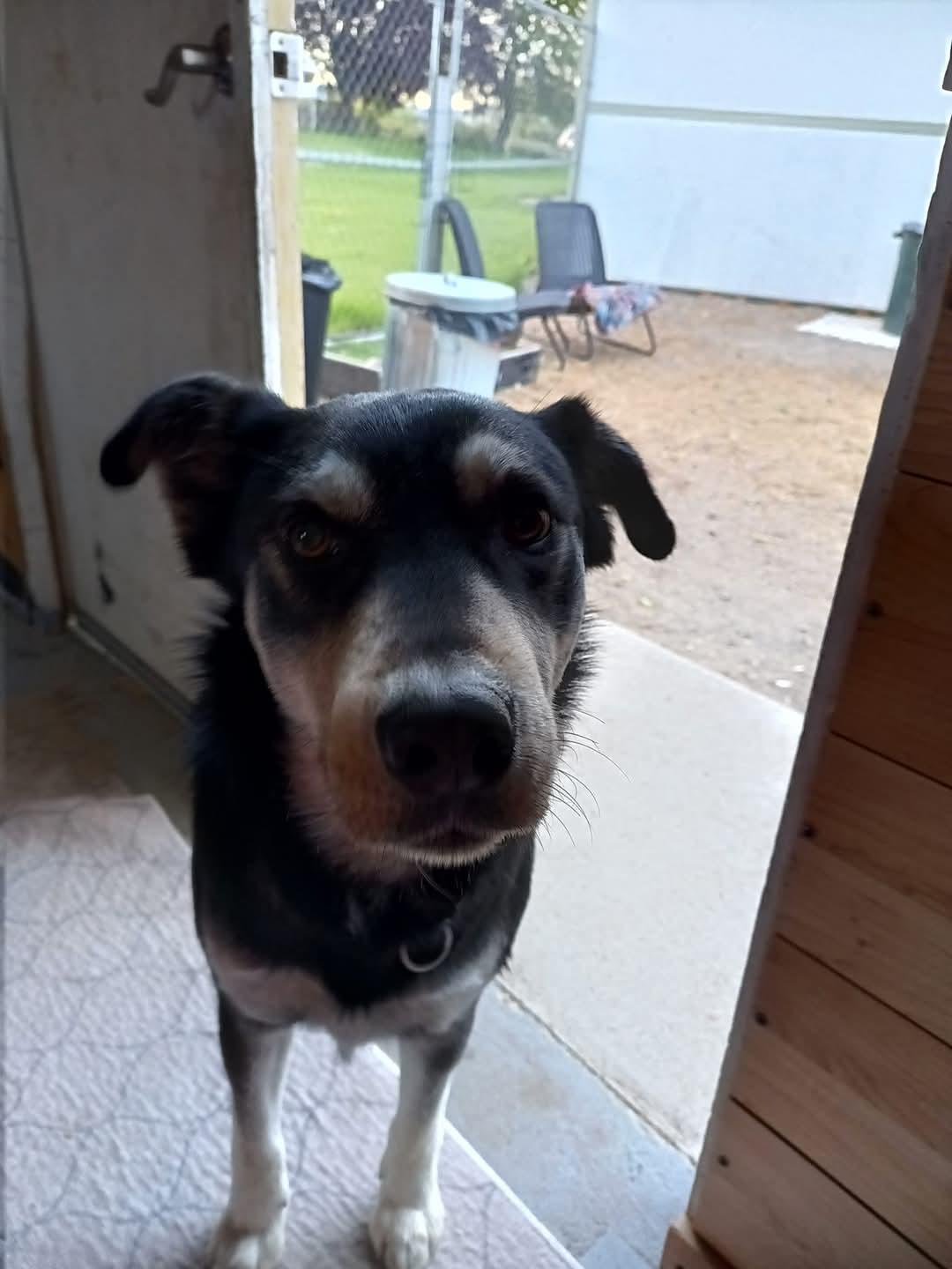 Tony, an adoptable Siberian Husky in Selah, WA, 98942 | Photo Image 3