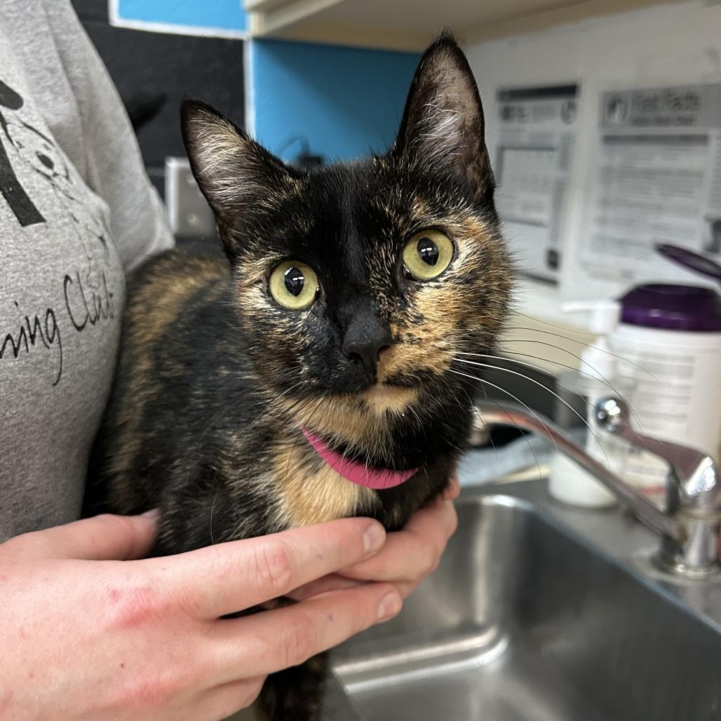 Enlarge Nora, a Adoptable Domestic Short Hair in Ardmore, OK image 1/1