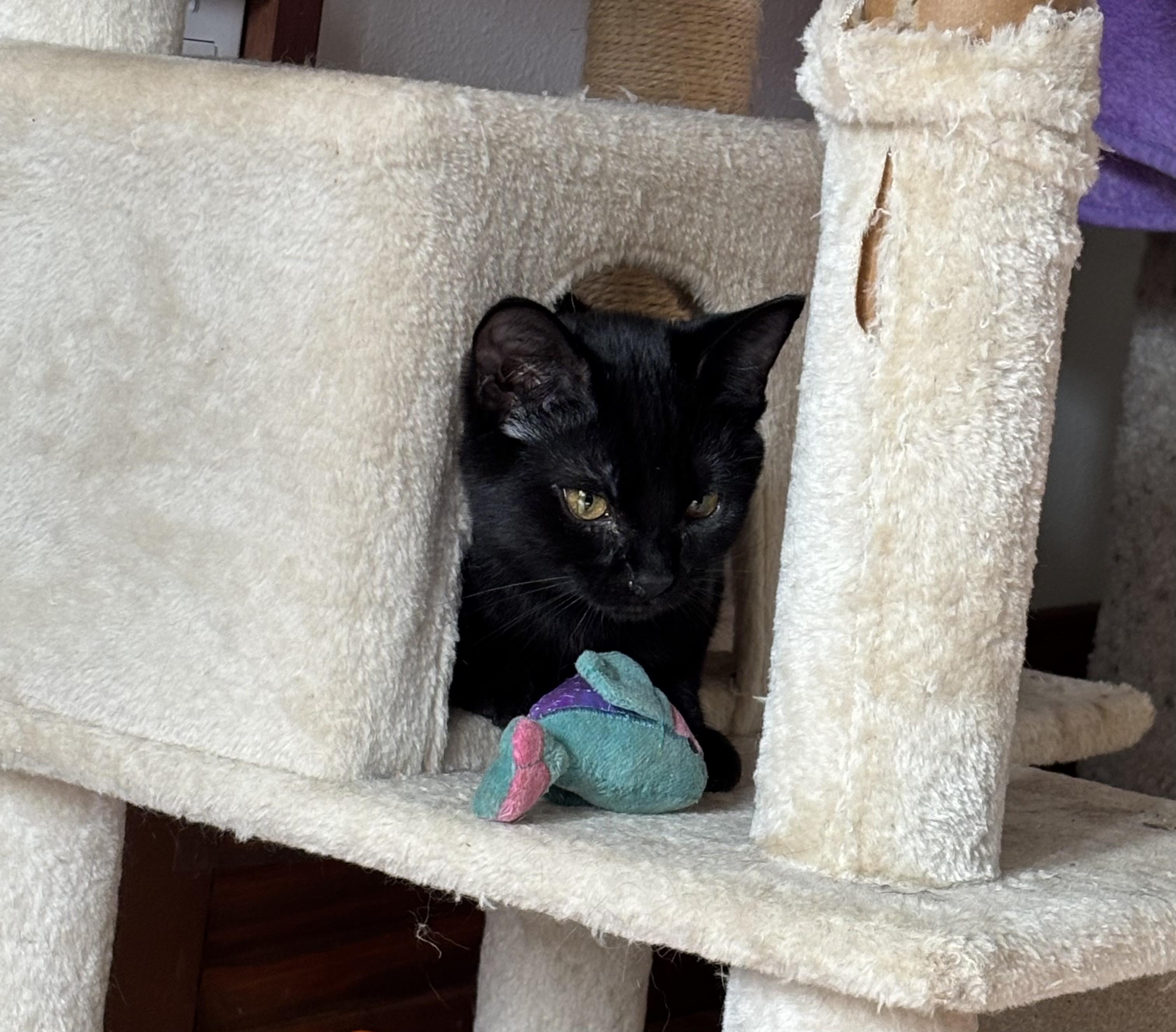 Enlarge The Stubby Sisters, a Adoptable Domestic Short Hair in Tillamook, OR image 2/6