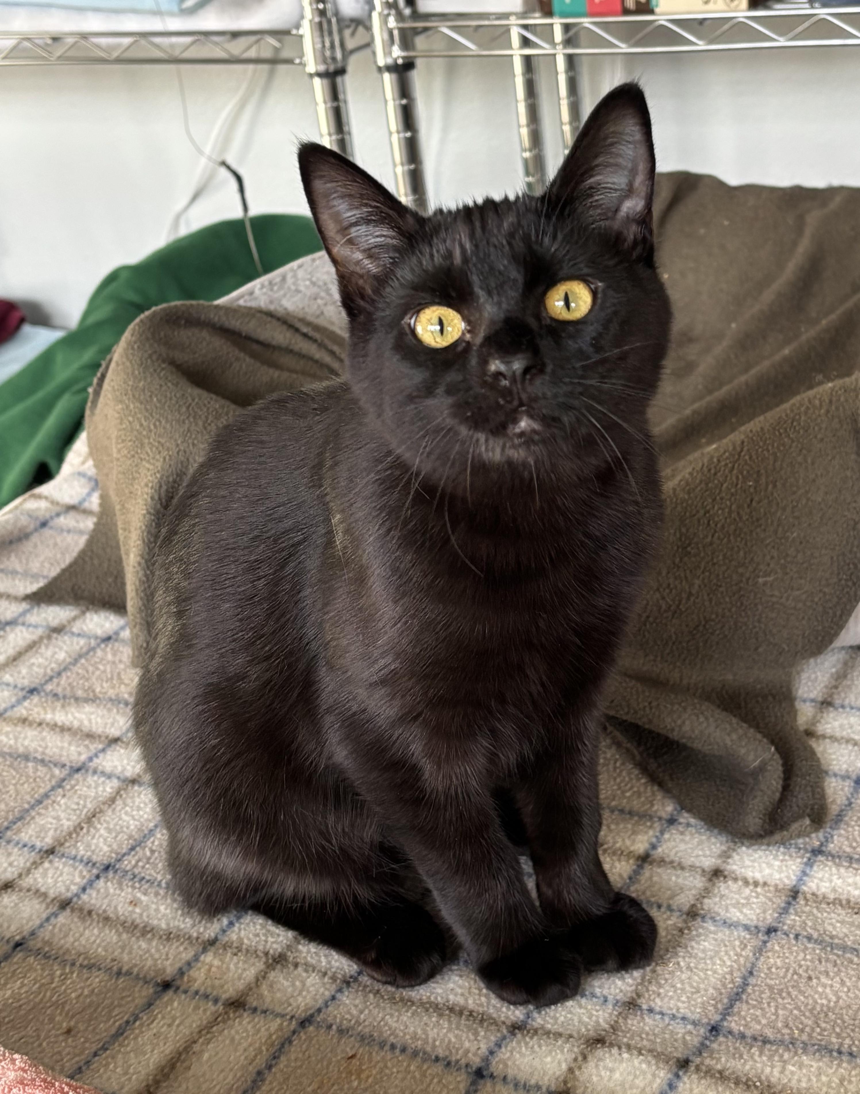 Enlarge The Stubby Sisters, a Adoptable Domestic Short Hair in Tillamook, OR image 4/6