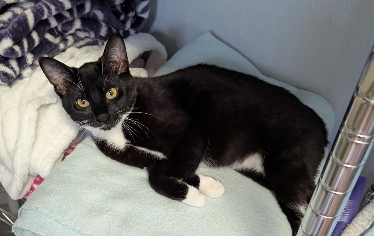 Enlarge The Stubby Sisters, a Adoptable Domestic Short Hair in Tillamook, OR image 3/6