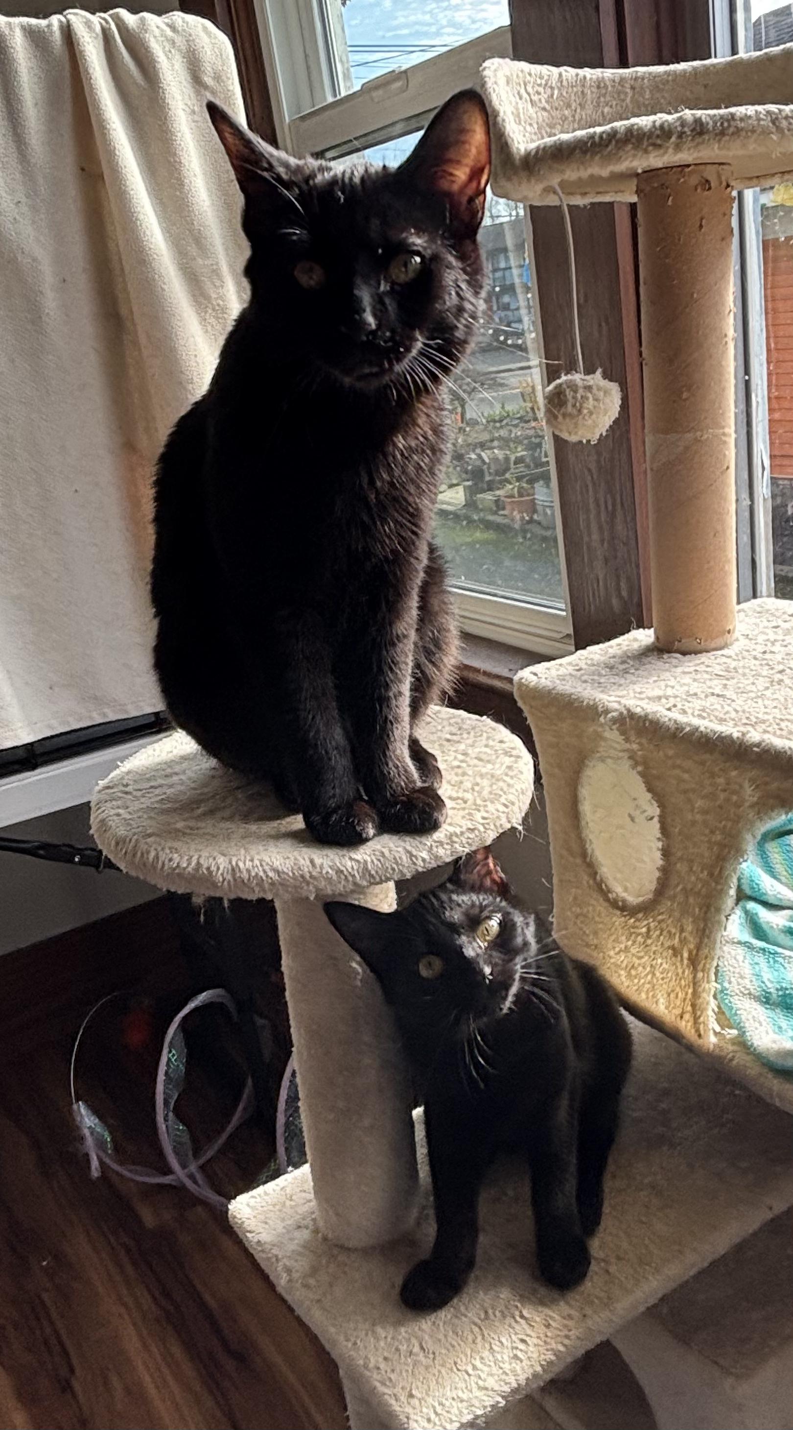 Enlarge The Stubby Sisters, a Adoptable Domestic Short Hair in Tillamook, OR image 5/6