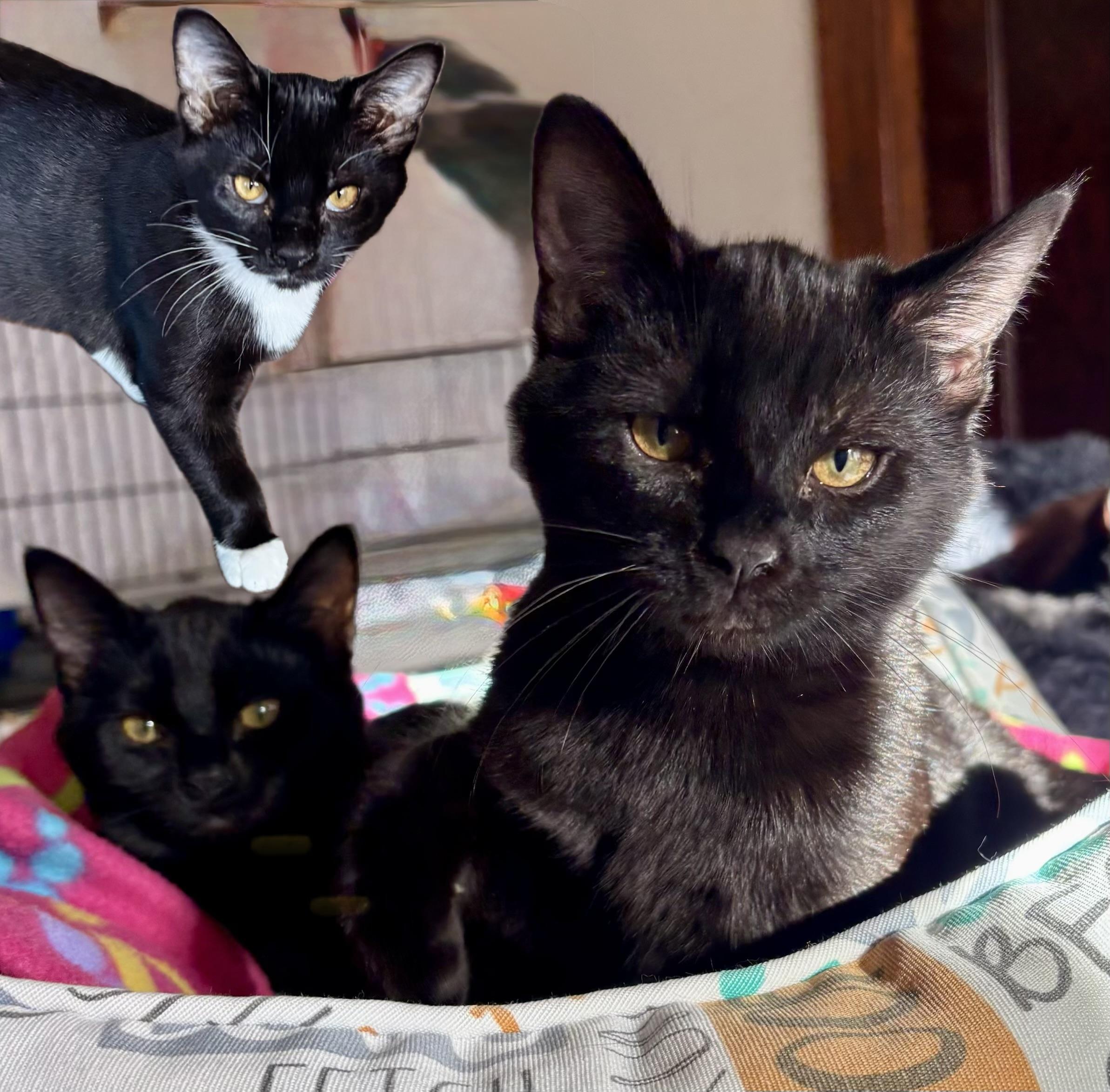Enlarge The Stubby Sisters, a Adoptable Domestic Short Hair in Tillamook, OR image 1/6