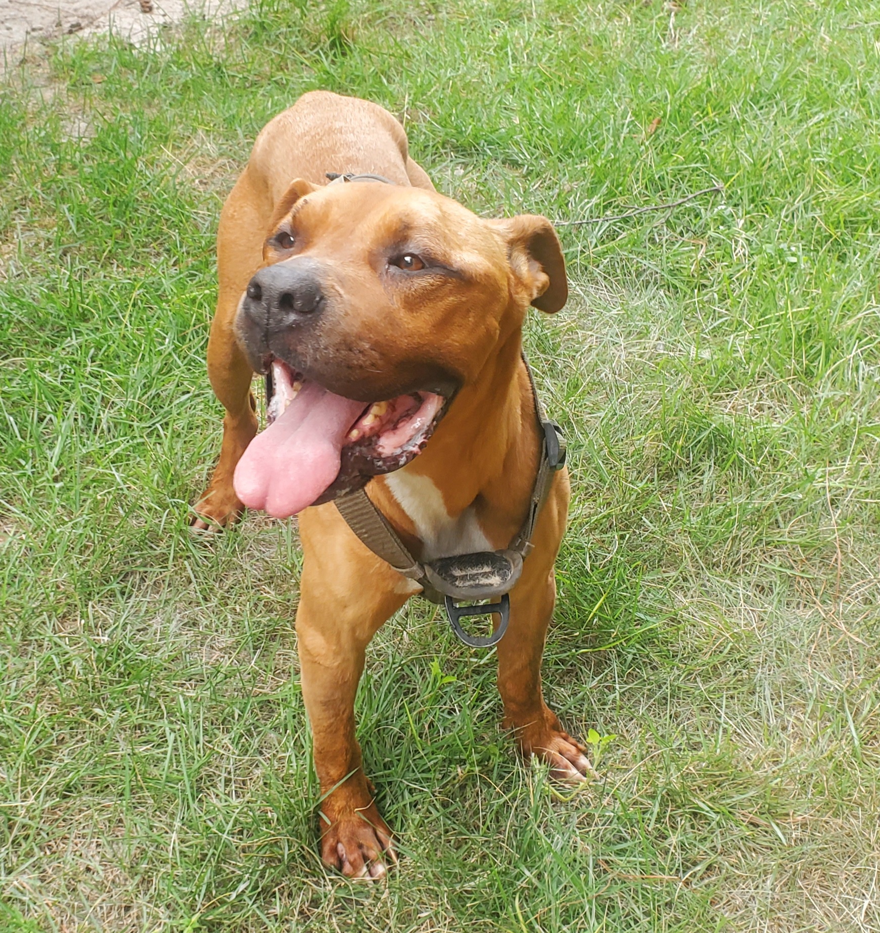 Lexi, a Adoptable mixed breed in North Augusta, SC image 1/3