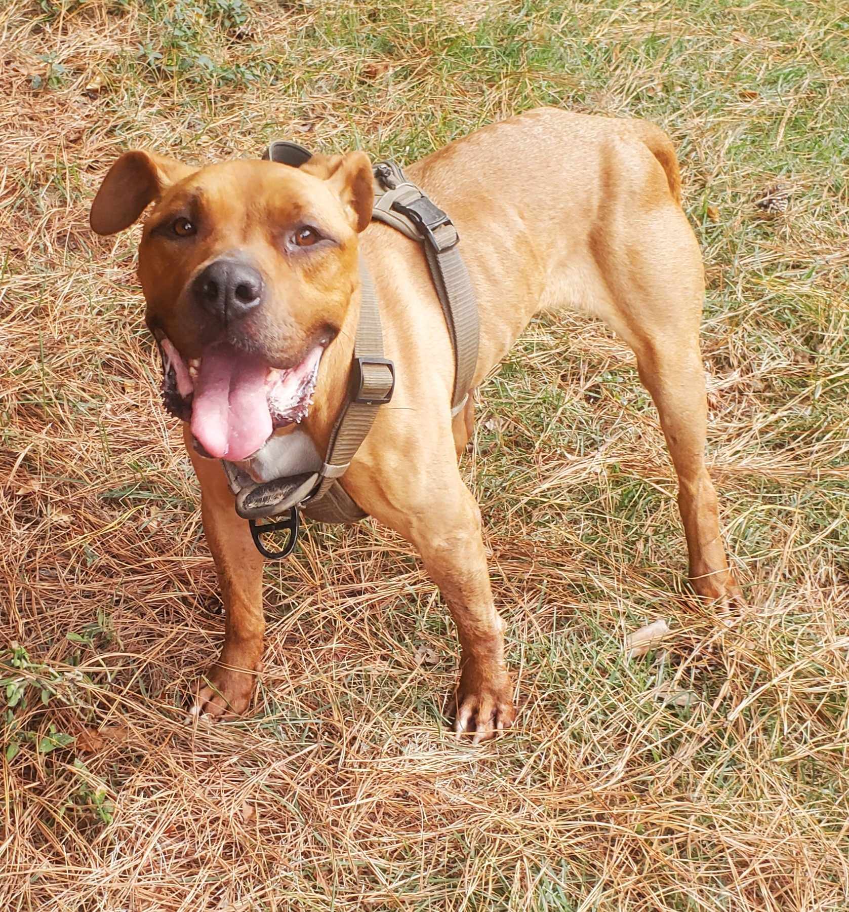 Lexi, a Adoptable mixed breed in North Augusta, SC image 2/3
