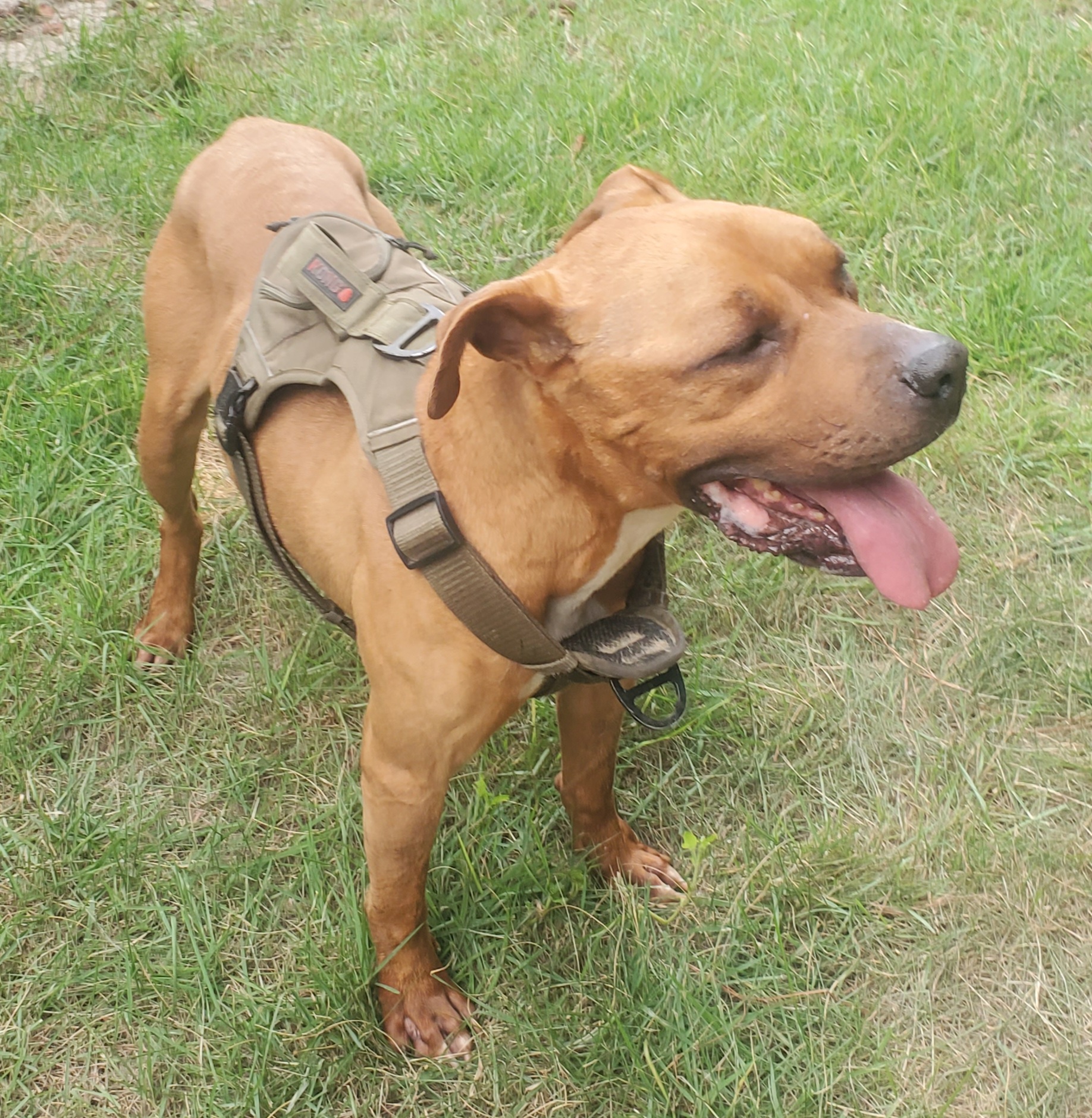 Lexi, a Adoptable mixed breed in North Augusta, SC image 3/3