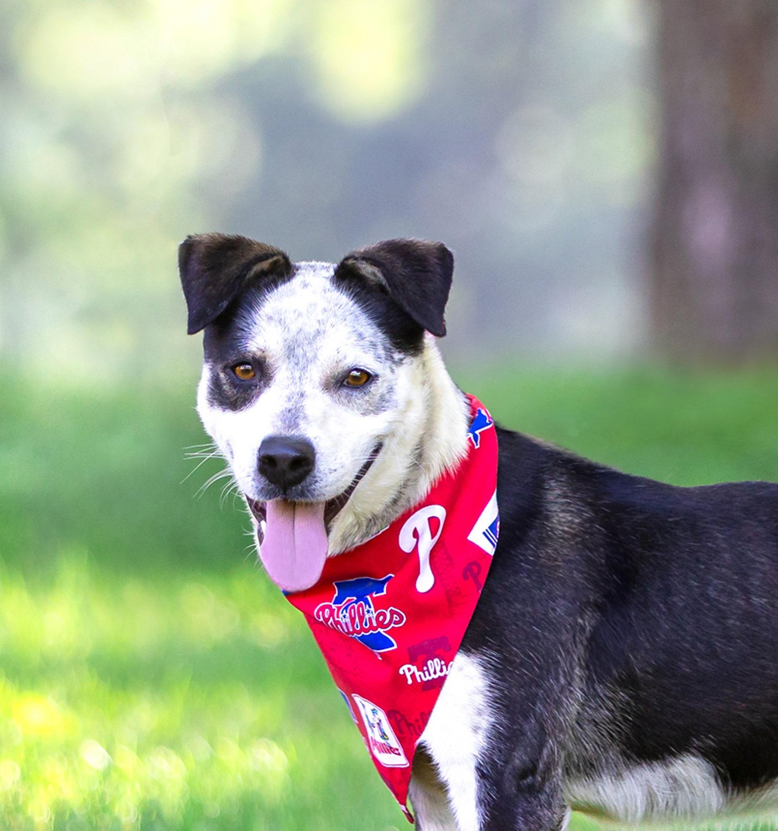 Andy, Adoptable, Young Male Terrier.