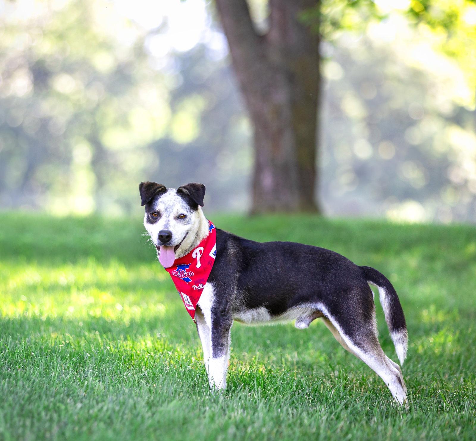 Enlarge Andy, a Adoptable Terrier in Coatesville, PA image 2/2