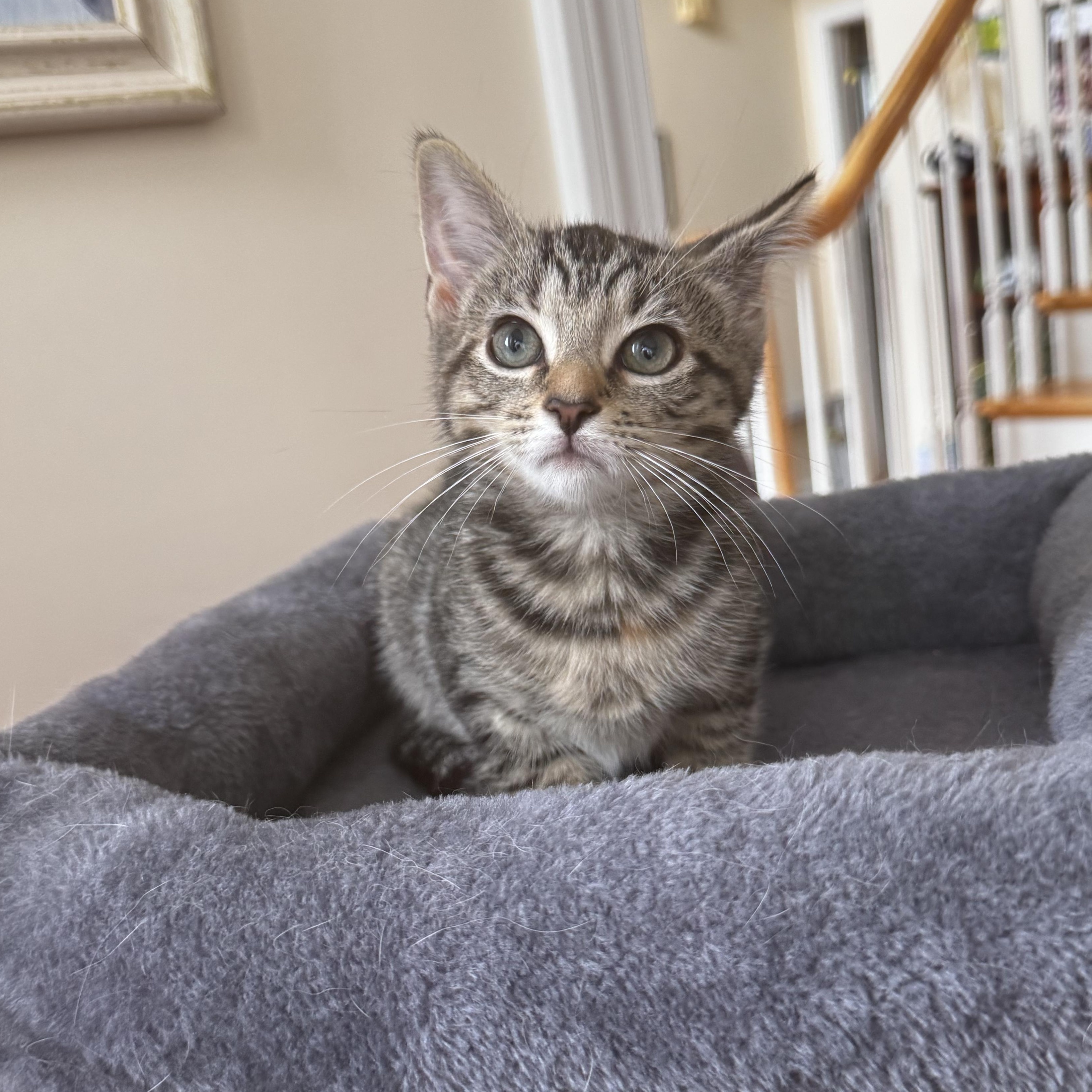 BEATRIX, Adopted, Kitten Female Domestic Short Hair.