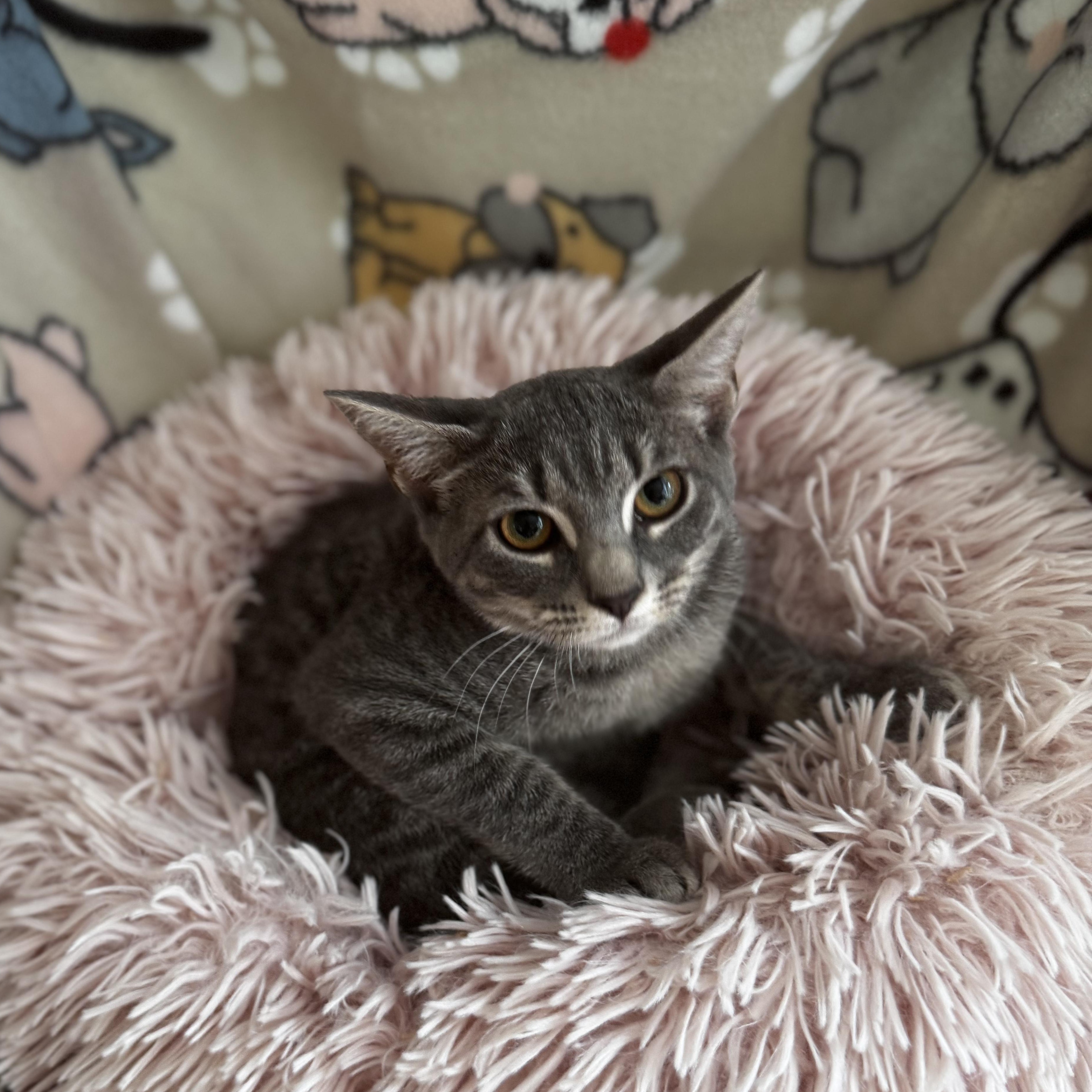 Enlarge BEATRIX, a Adopted Domestic Short Hair in East Greenwich, RI image 2/5