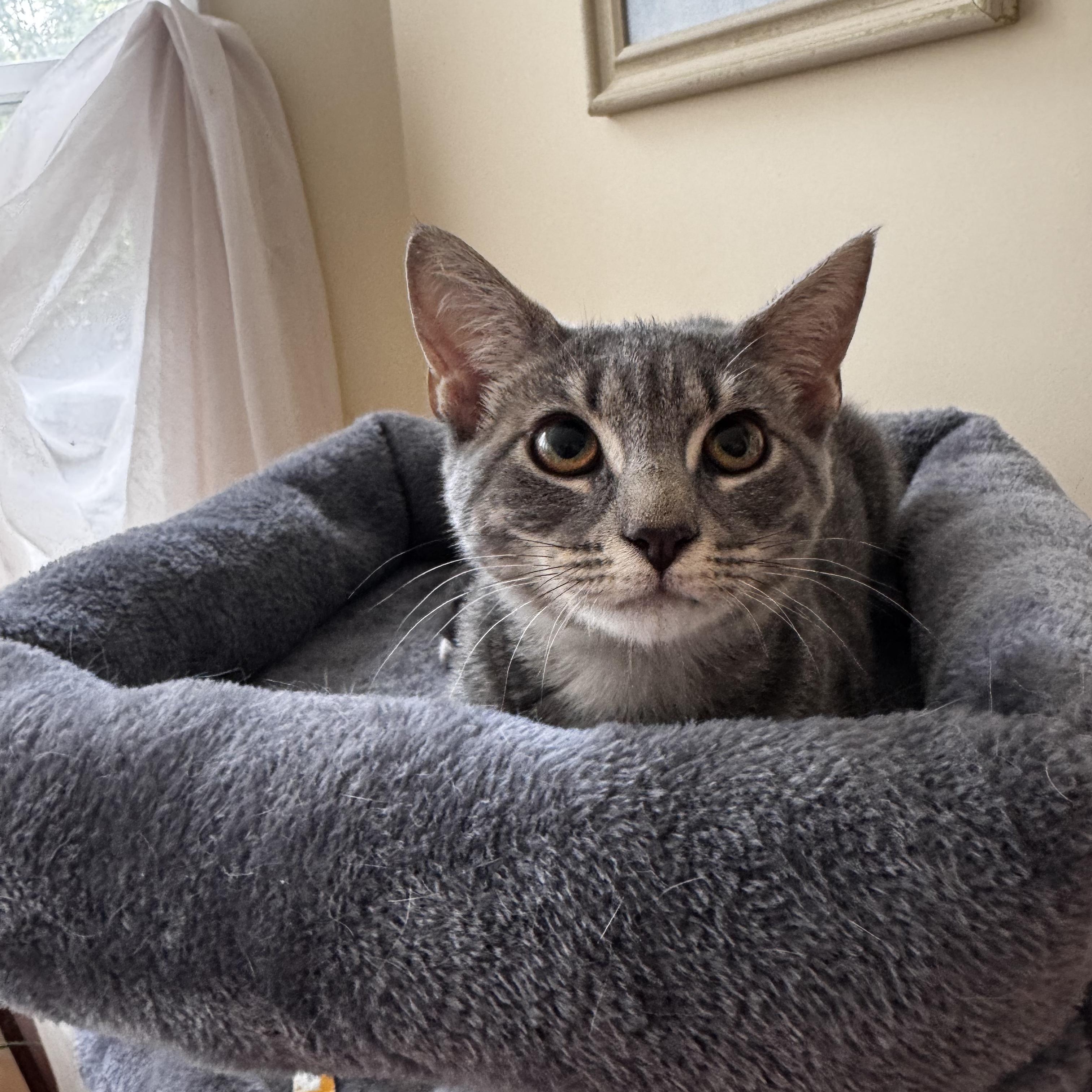 Enlarge BEATRIX, a Adopted Domestic Short Hair in East Greenwich, RI image 3/5