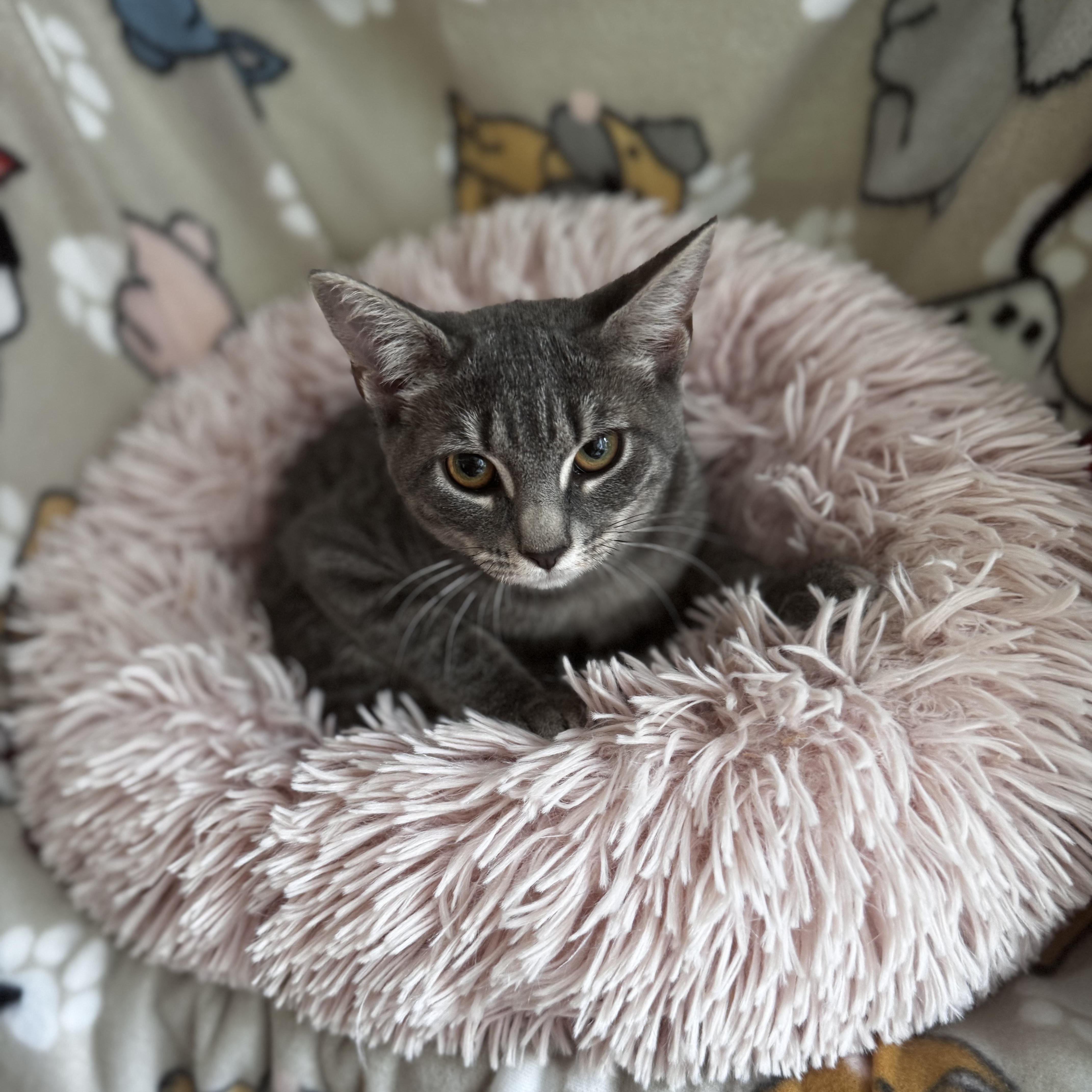 Enlarge BEATRIX, a Adopted Domestic Short Hair in East Greenwich, RI image 5/5