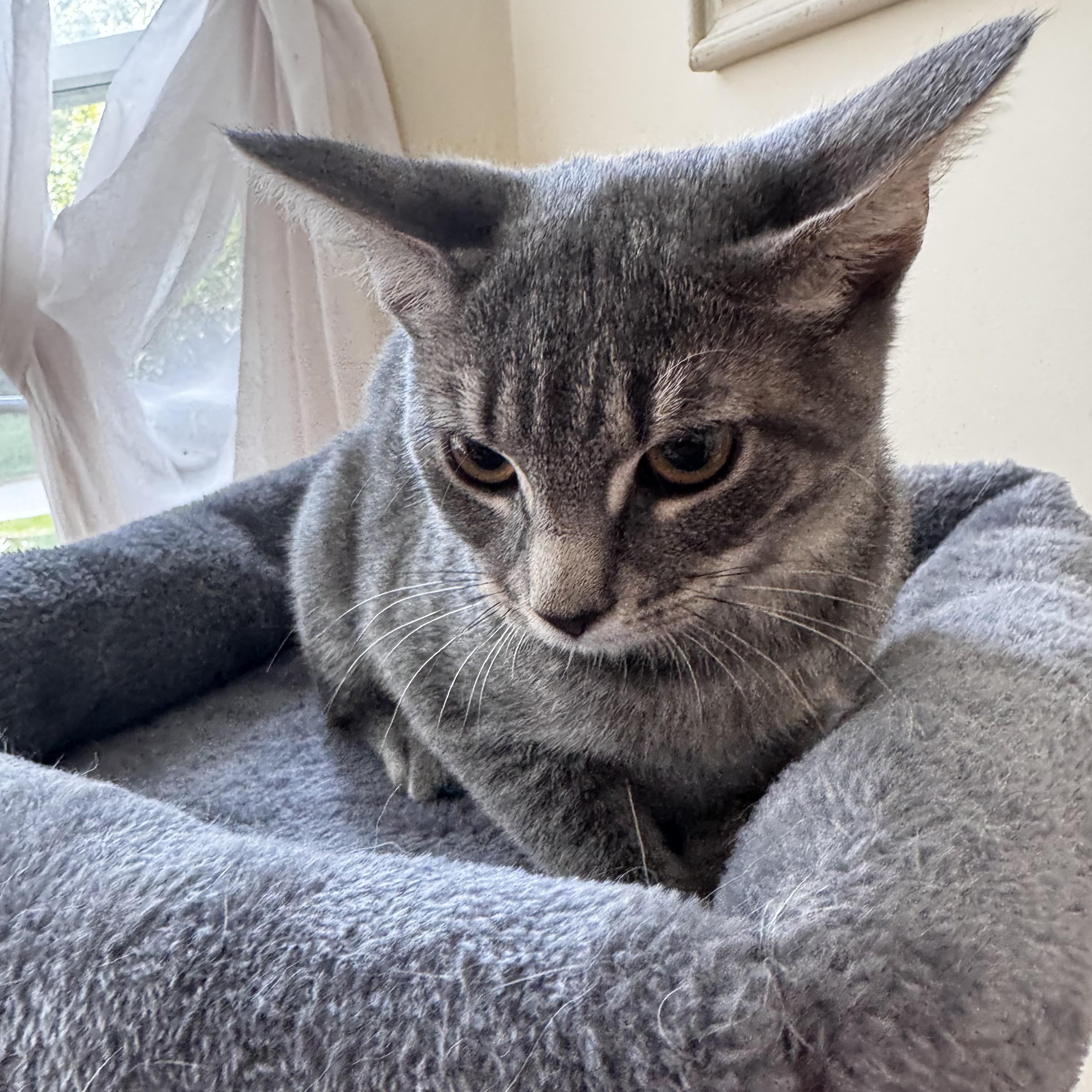 Enlarge BEATRIX, a Adopted Domestic Short Hair in East Greenwich, RI image 4/5