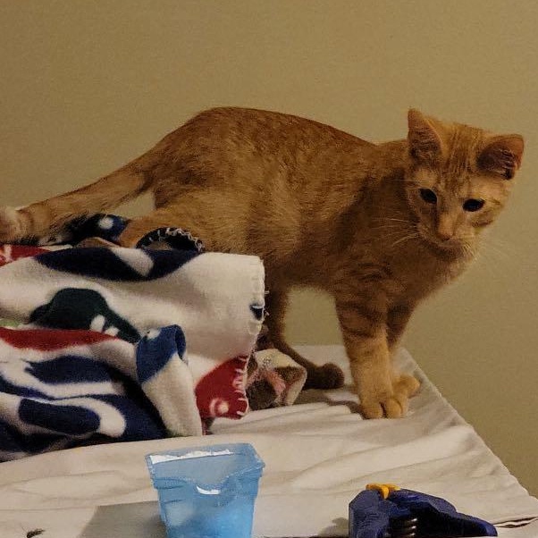 Enlarge Pumpkin, a Adopted Domestic Short Hair in Charles City, IA image 5/6