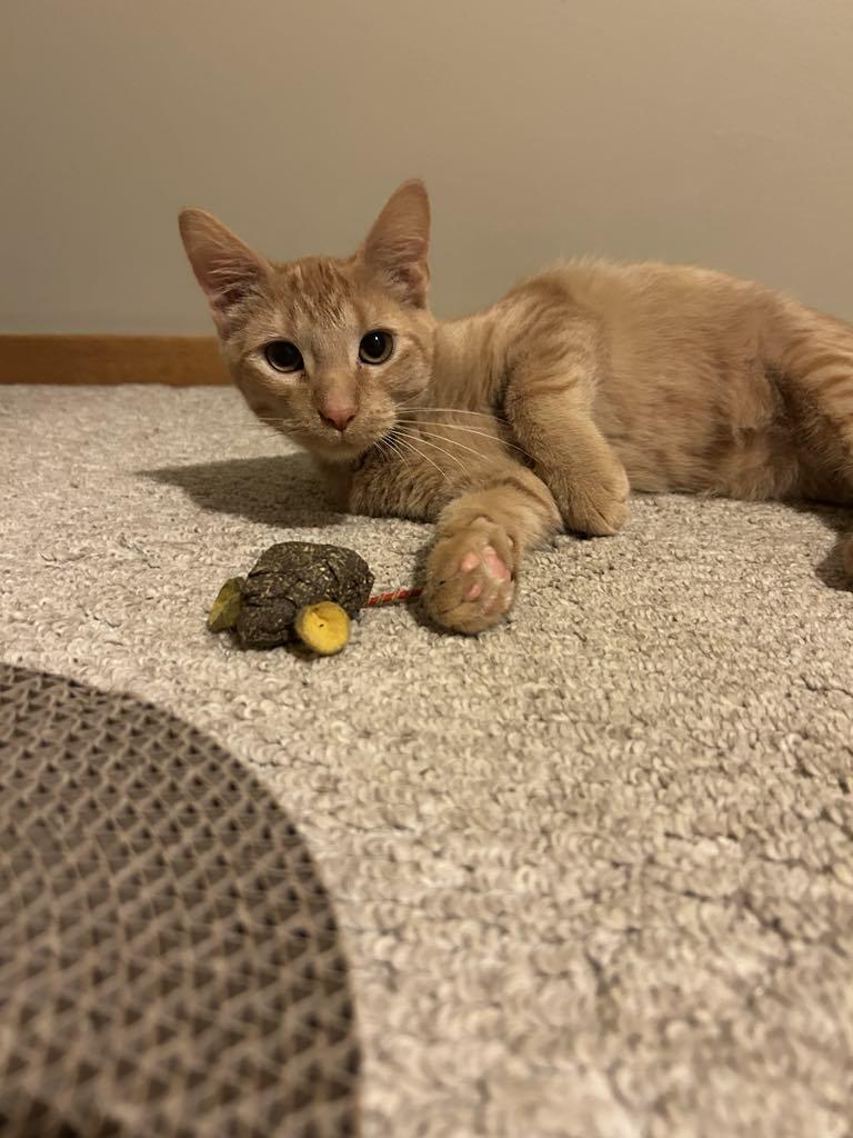 Enlarge Pumpkin, a Adopted Domestic Short Hair in Charles City, IA image 3/6