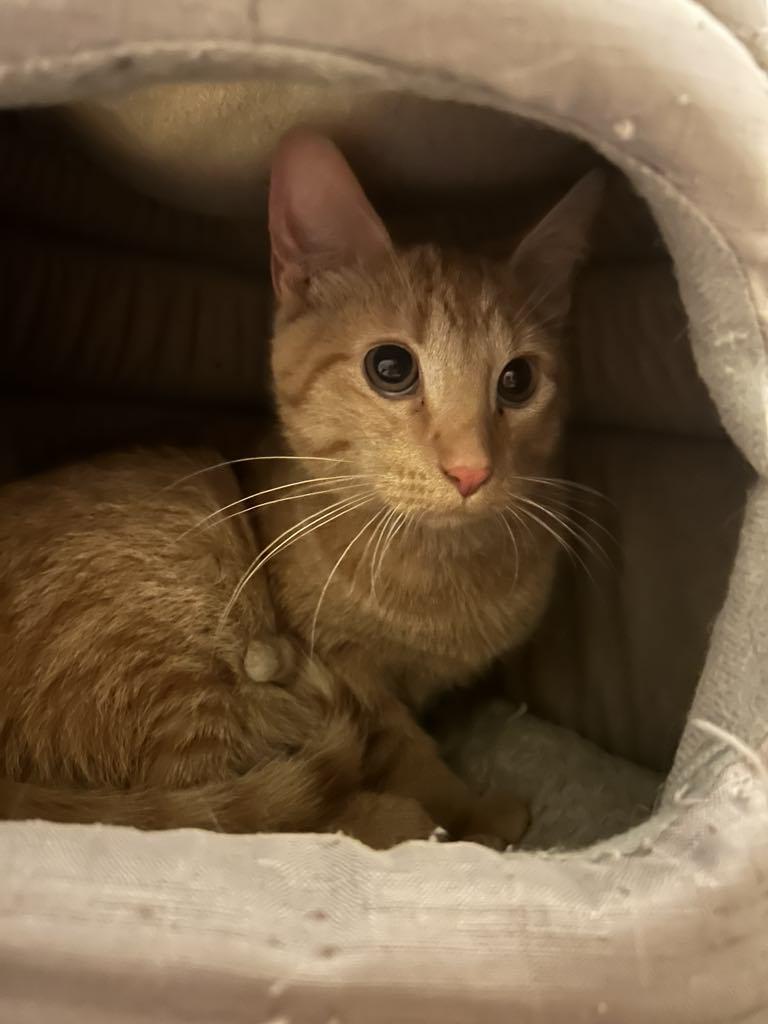 Enlarge Pumpkin, a Adopted Domestic Short Hair in Charles City, IA image 2/6