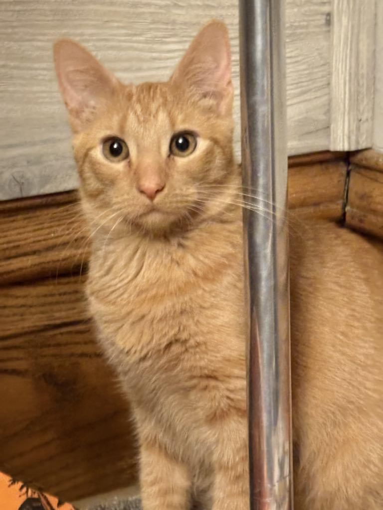 Enlarge Pumpkin, a Adopted Domestic Short Hair in Charles City, IA image 1/6