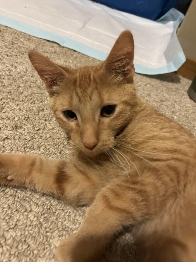 Enlarge Pumpkin, a Adopted Domestic Short Hair in Charles City, IA image 4/6