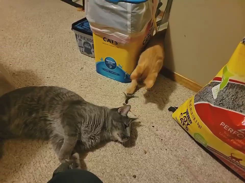 Enlarge Pumpkin, a Adopted Domestic Short Hair in Charles City, IA video 6/6