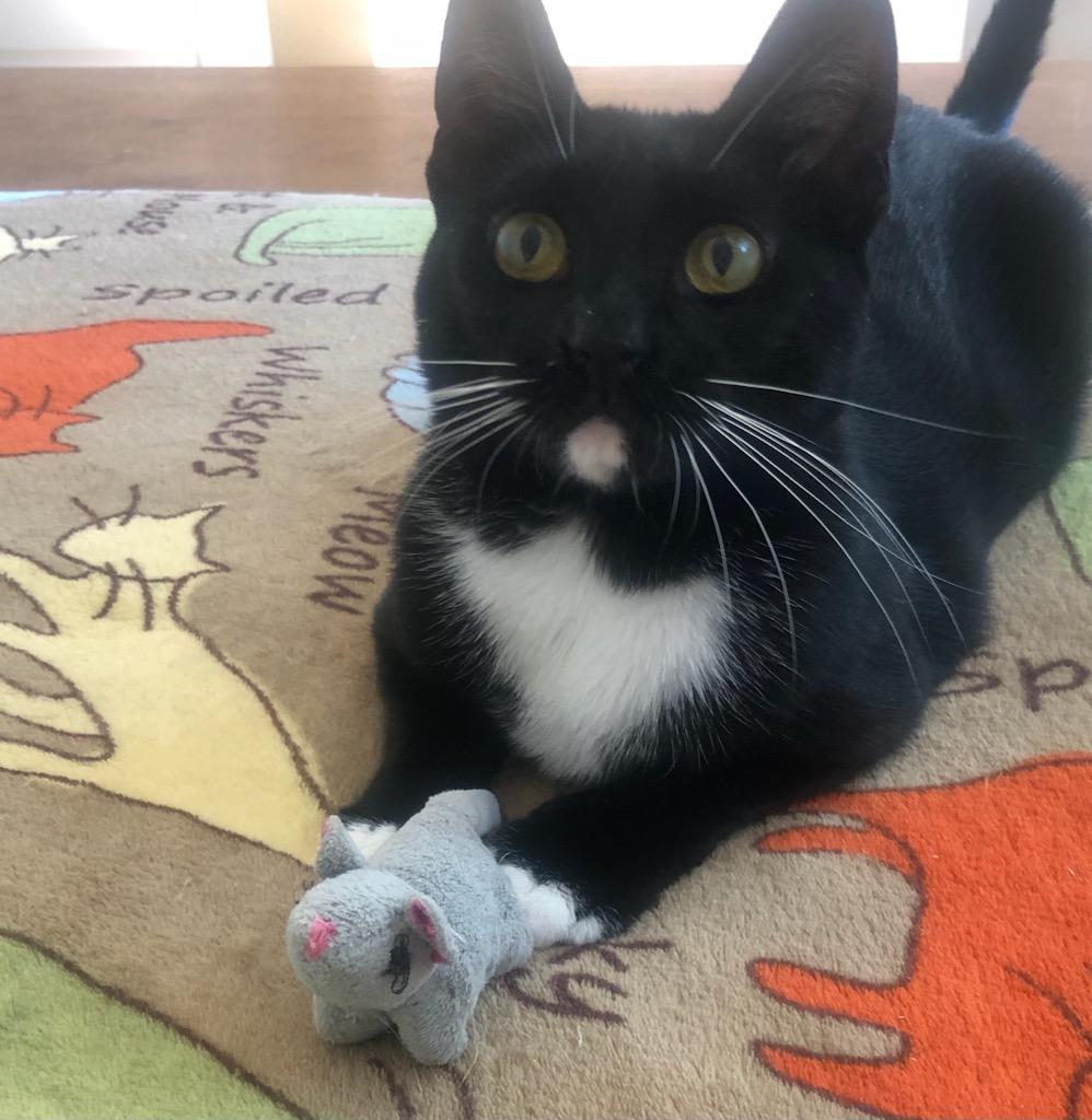 Paulina, a Adoptable American Shorthair in Mount Pleasant, SC image 1/4