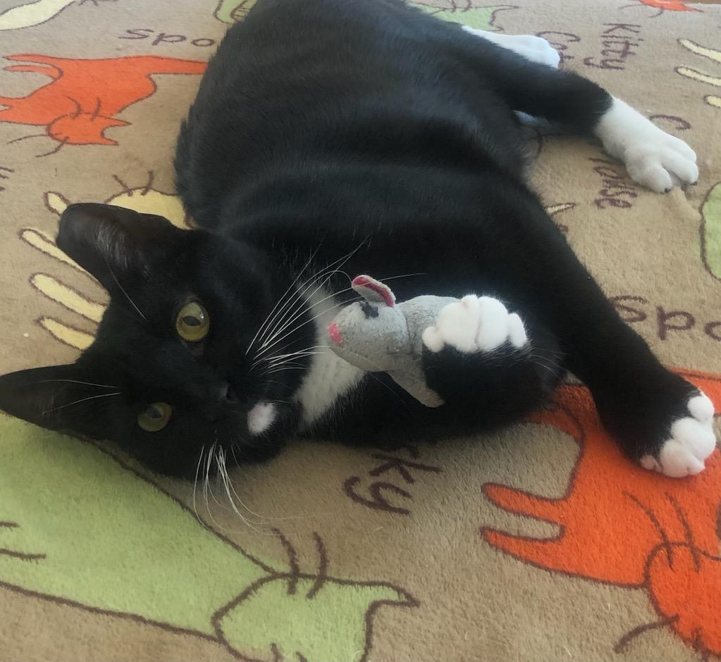 Paulina, a Adoptable American Shorthair in Mount Pleasant, SC image 2/4