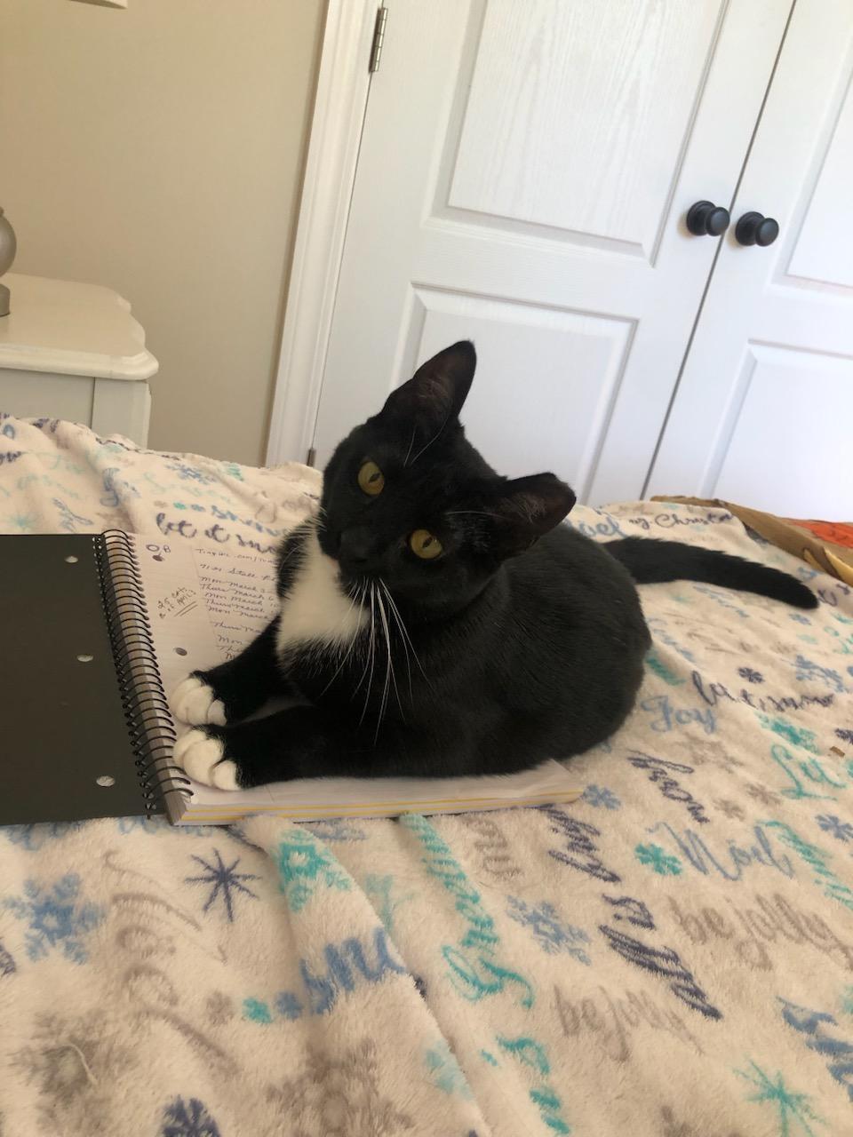 Paulina, an adoptable American Shorthair in Mount Pleasant, SC, 29466 | Photo Image 3