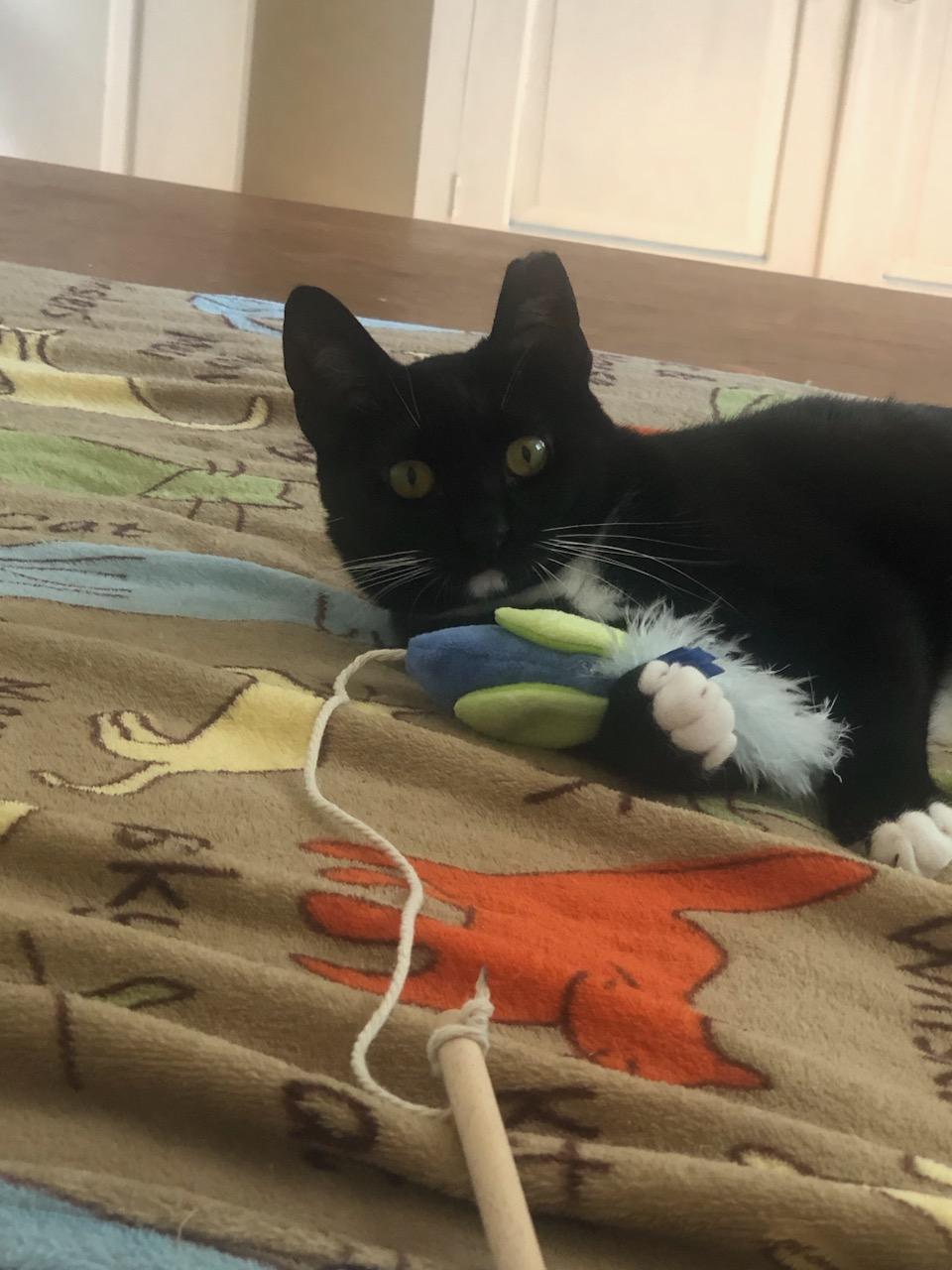 Paulina, a Adoptable American Shorthair in Mount Pleasant, SC image 4/4