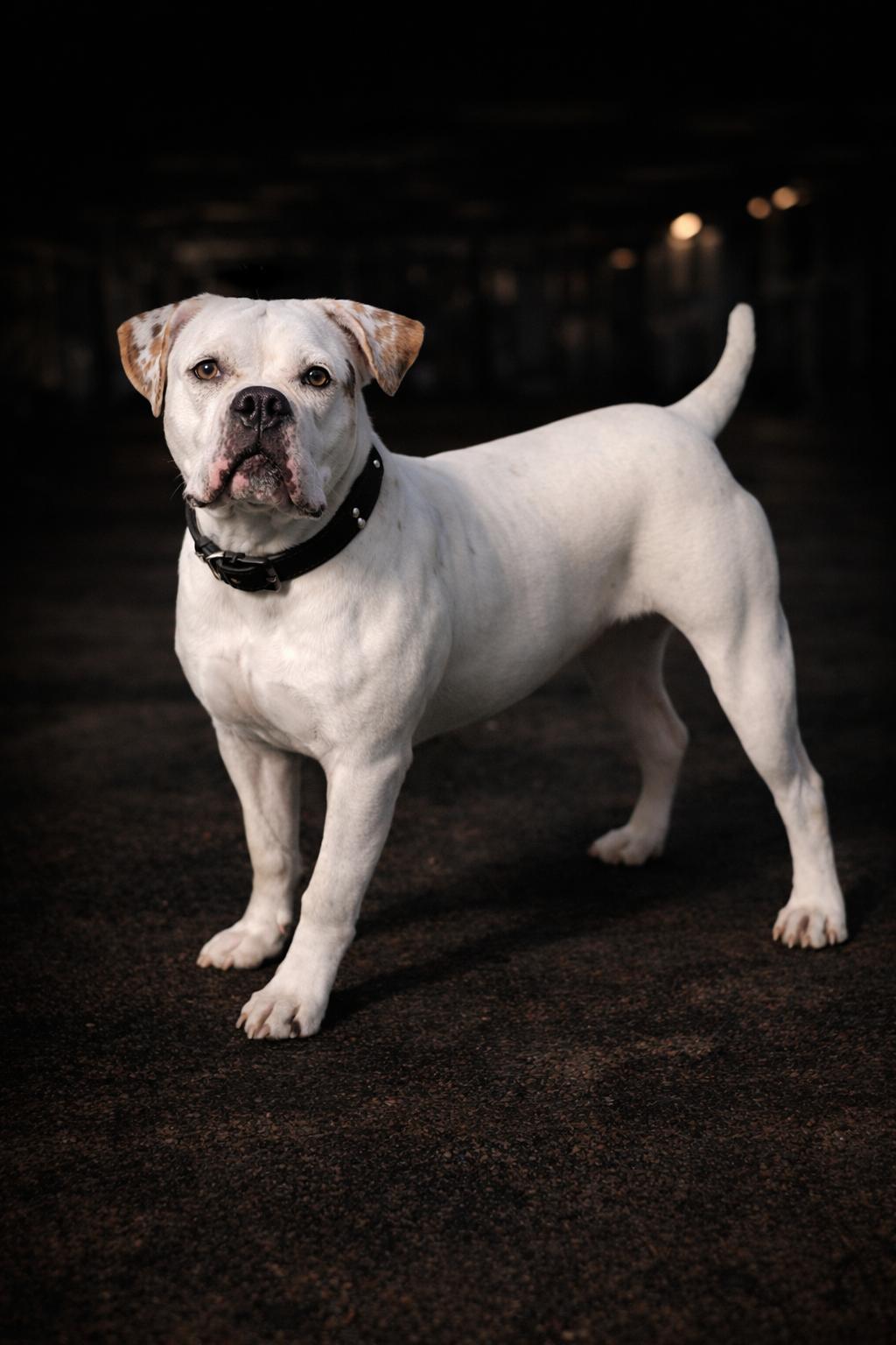 Enlarge Baby, a ADOPTABLE mixed breed in Wooster, OH image 1/1