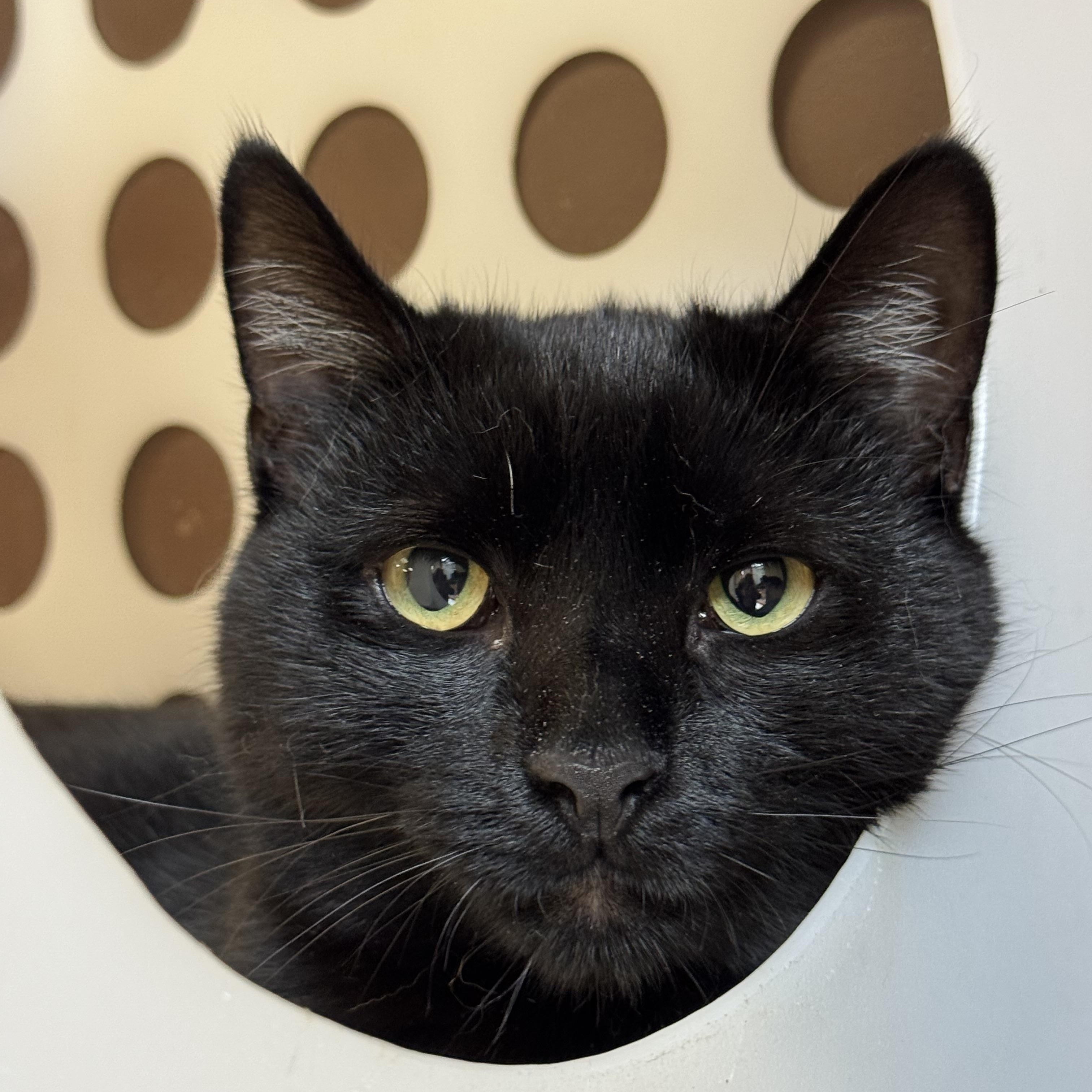 Brendan and Patrick, Adoptable, Young Male Domestic Short Hair.