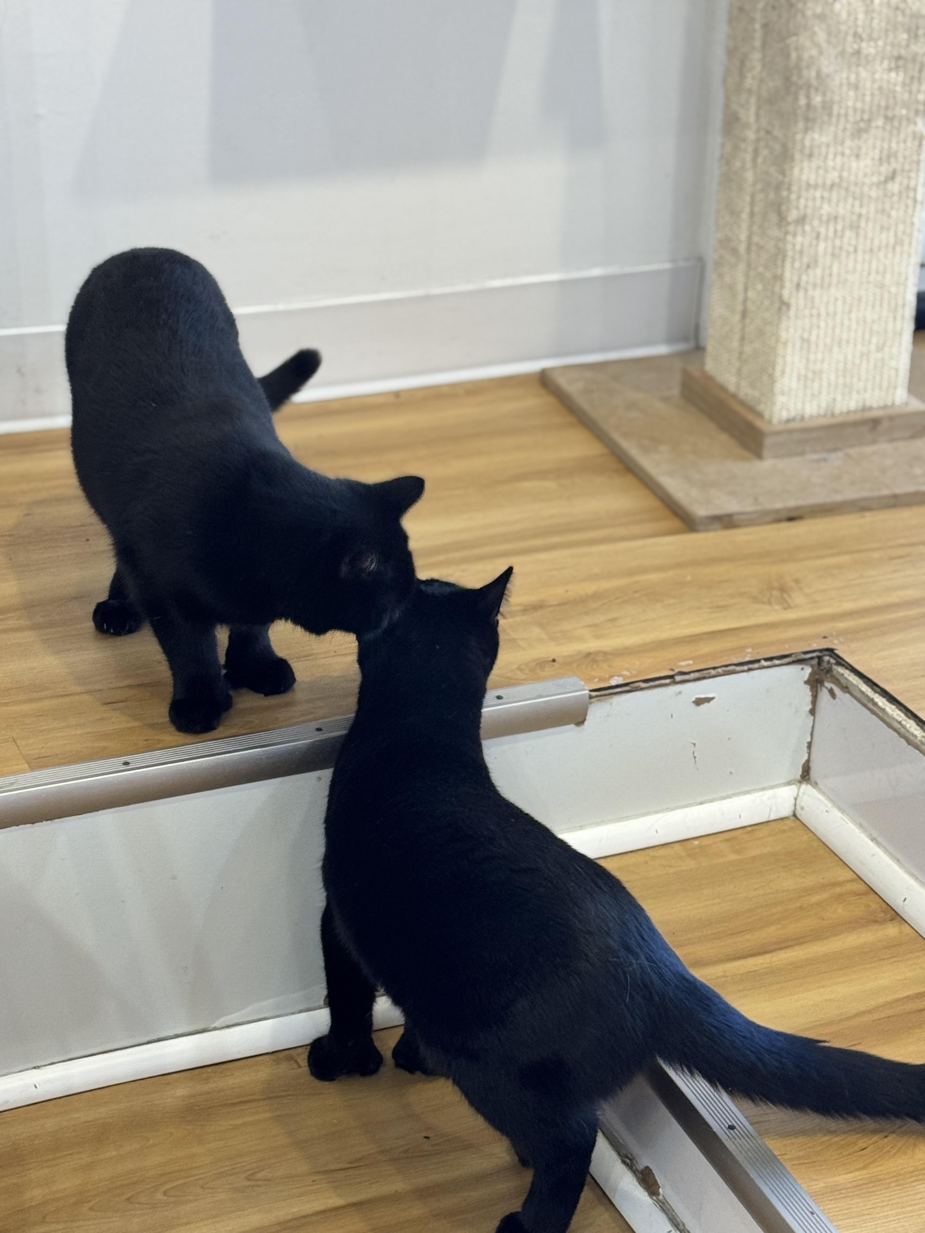 Brendan and Patrick, a Adoptable Domestic Short Hair in New Haven, CT image 2/4