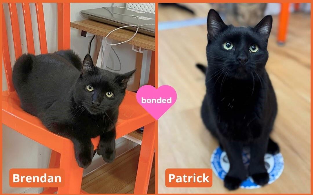 Brendan and Patrick, Adoptable, Young Male Domestic Short Hair.