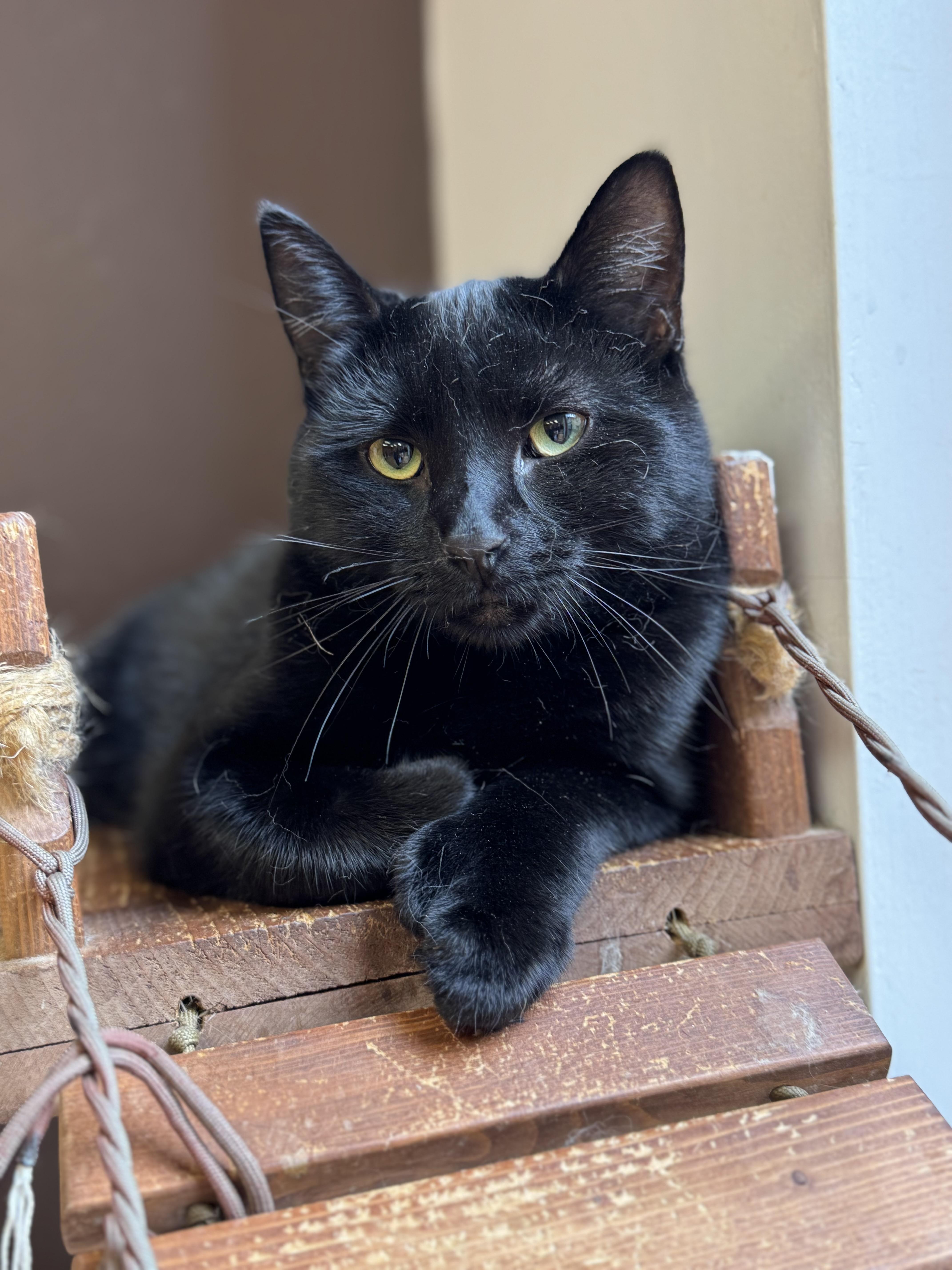 Brendan and Patrick, a Adoptable Domestic Short Hair in New Haven, CT image 4/4