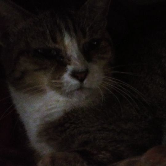 Feral Momma Cat — thumbnail 2