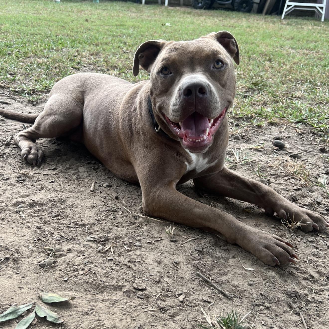Enlarge Mochi, a Adoptable Pit Bull Terrier in Germantown, WI image 1/5