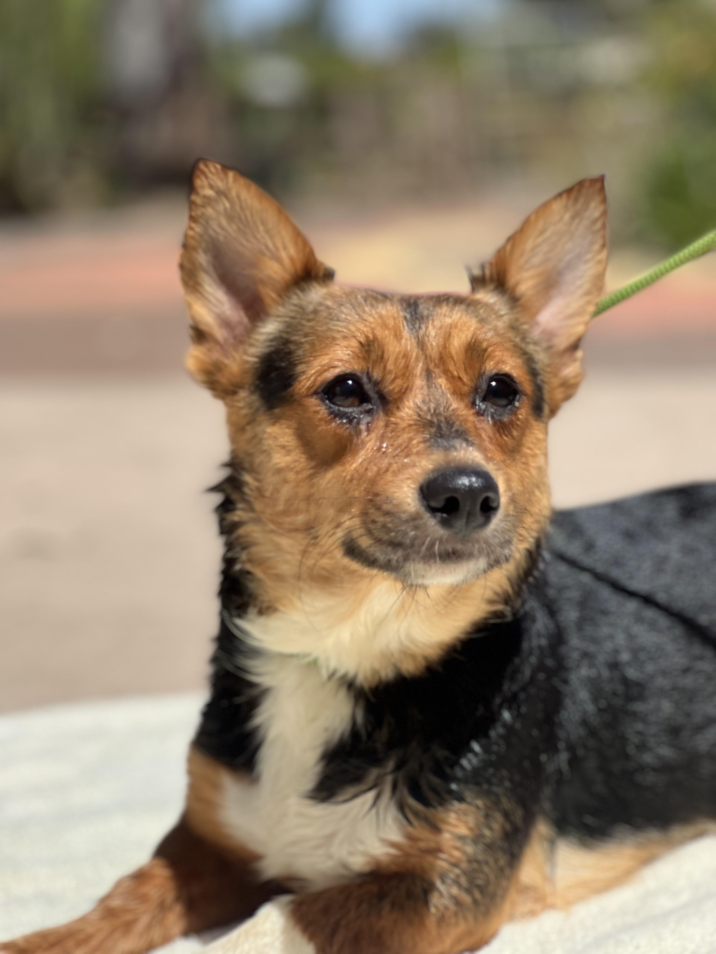 Socks, ADOPTABLE, Young Female Corgi.