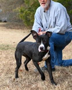 DA 48 Monica Gellar, Adoptable, Young Female Pit Bull Terrier.