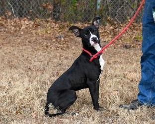 Enlarge DA 48 Monica Gellar, a Adoptable Pit Bull Terrier in Glen Allen, VA image 2/3