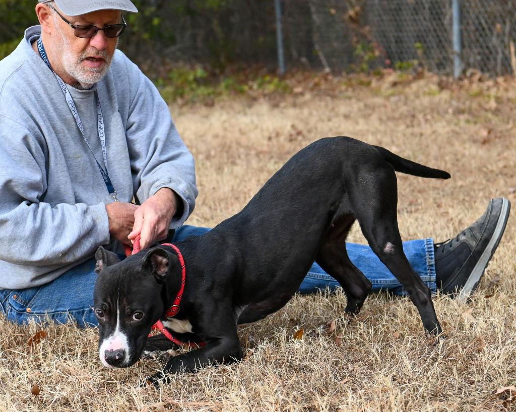 Enlarge DA 48 Monica Gellar, a Adoptable Pit Bull Terrier in Glen Allen, VA image 3/3
