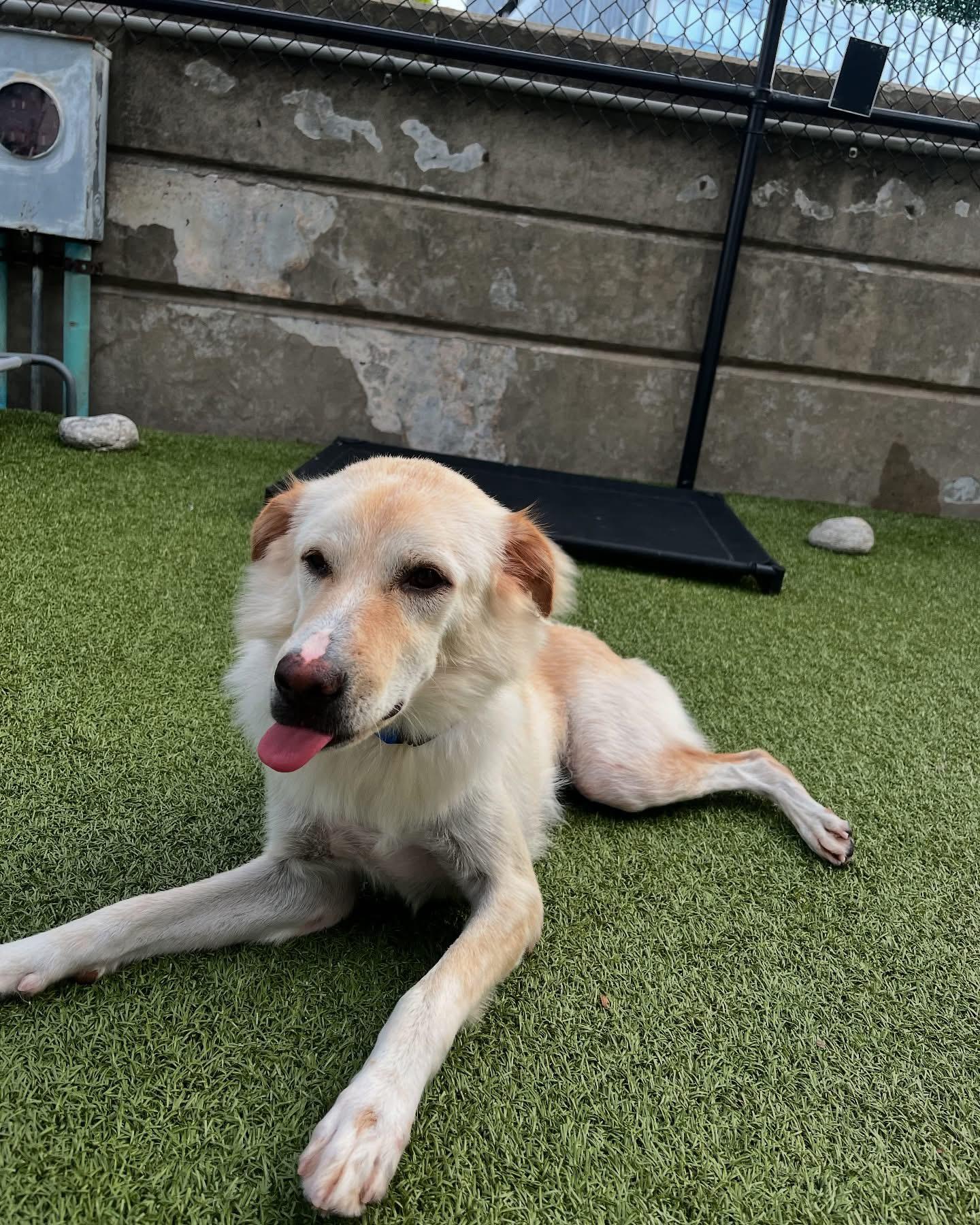 PAKIN - SOI DOG