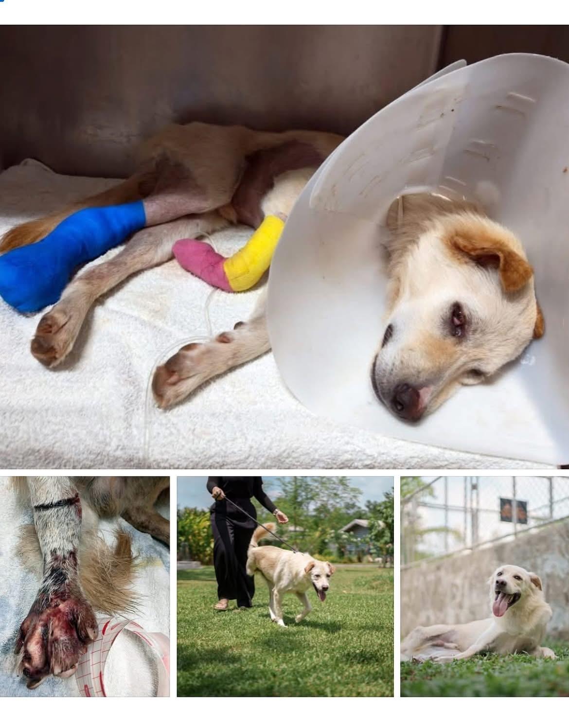 PAKIN - SOI DOG