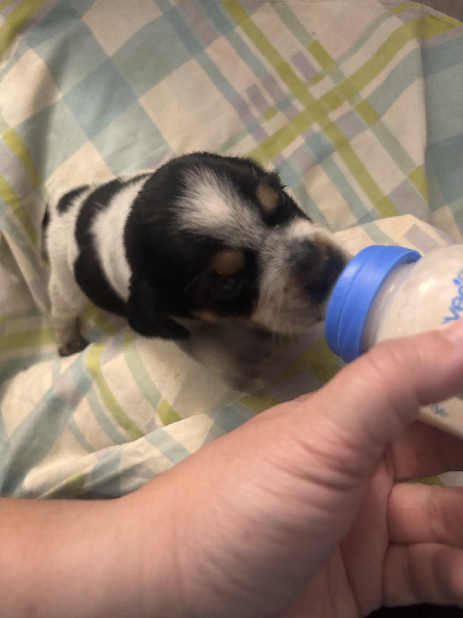 Evelyn, Adopted, Puppy Female Bluetick Coonhound & Beagle.