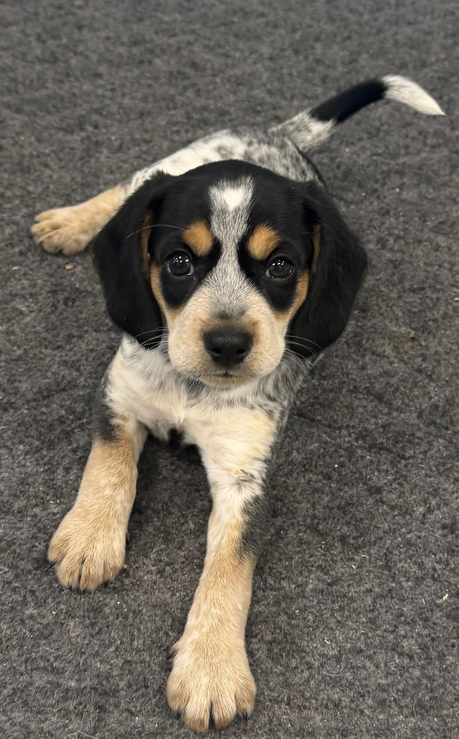 Enlarge Evelyn, a Adopted mixed breed in Georgetown, KY image 2/3