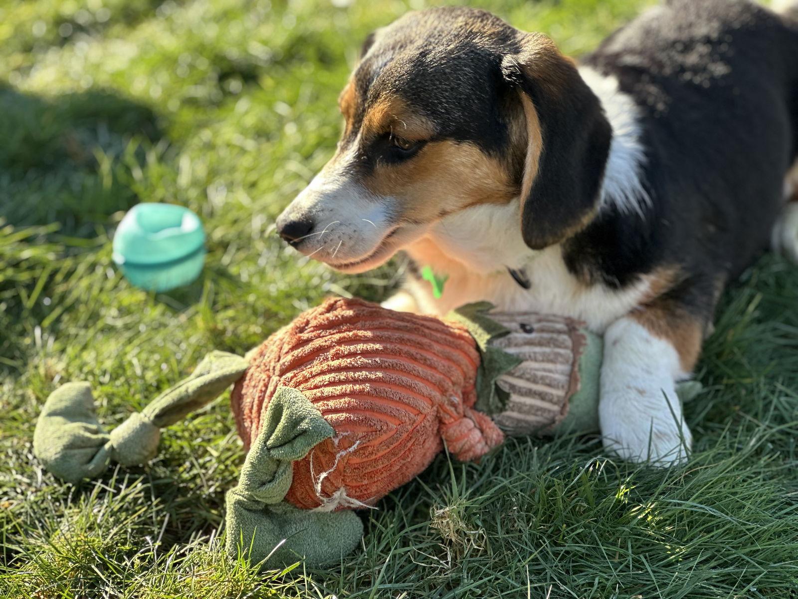 Dora, Adopted, Young Female Basset Hound & Corgi.